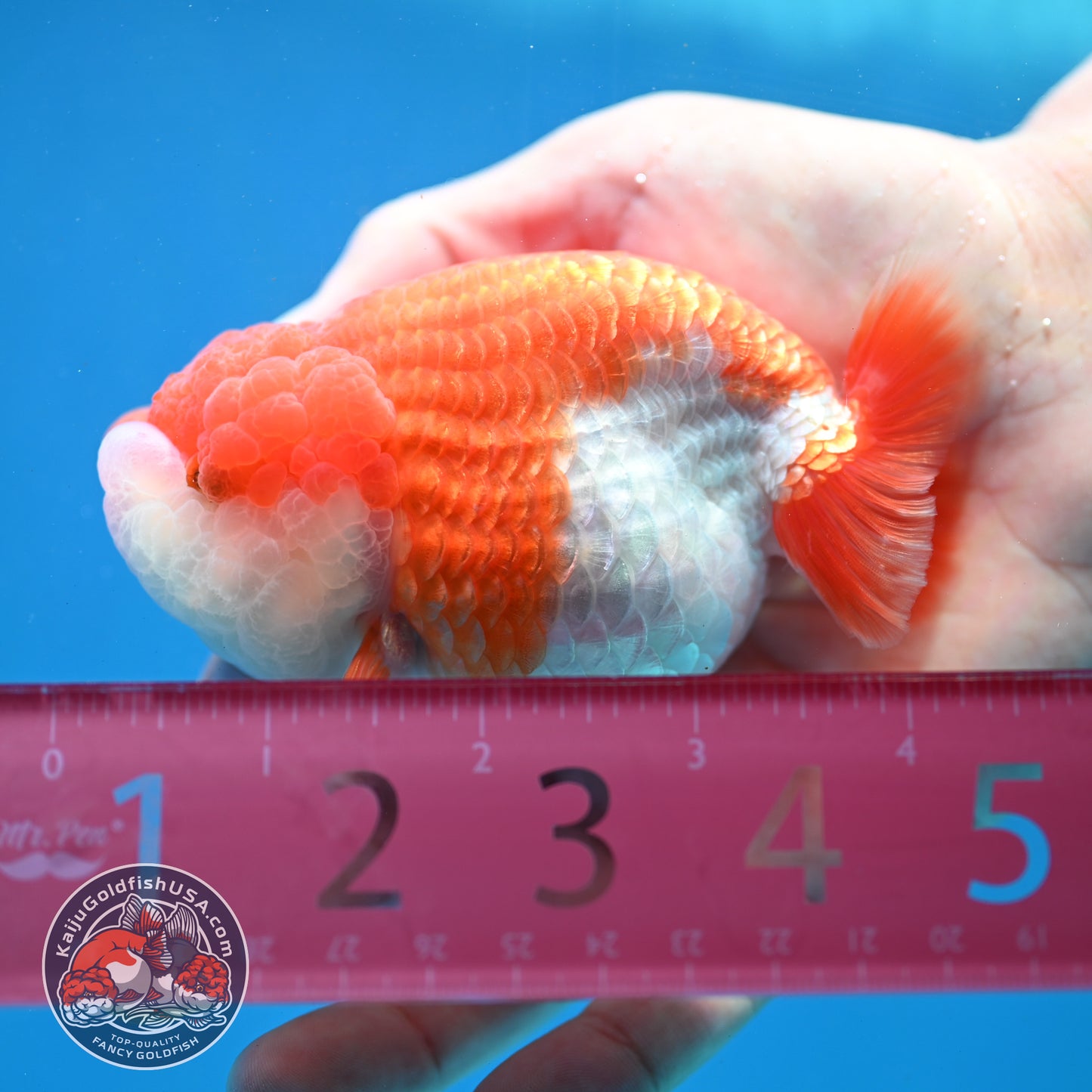 Red White Lionchu/Ranchu 3.8 inch Body (260320_RC04)