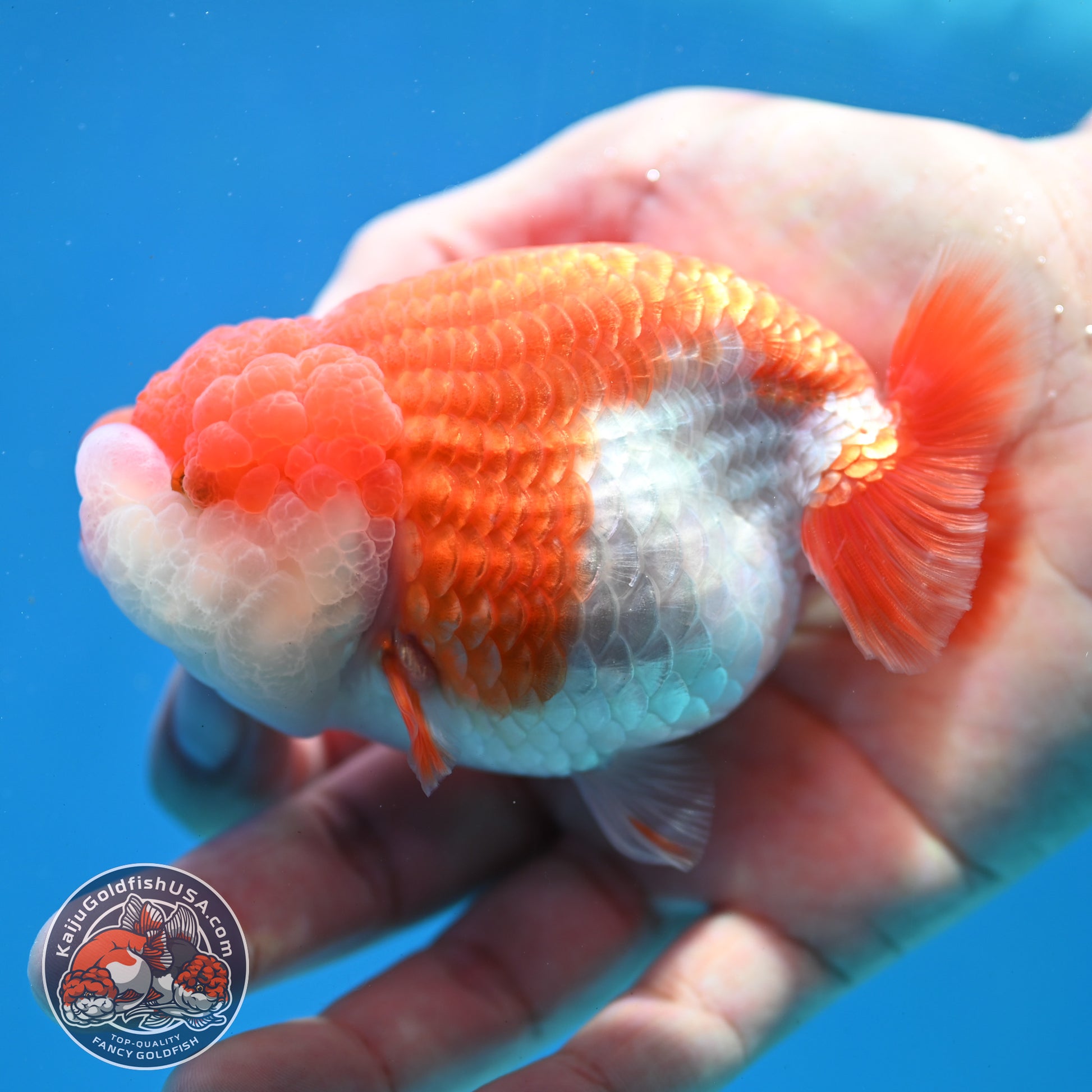 Red White Lionchu/Ranchu 3.8 inch Body (260320_RC04)