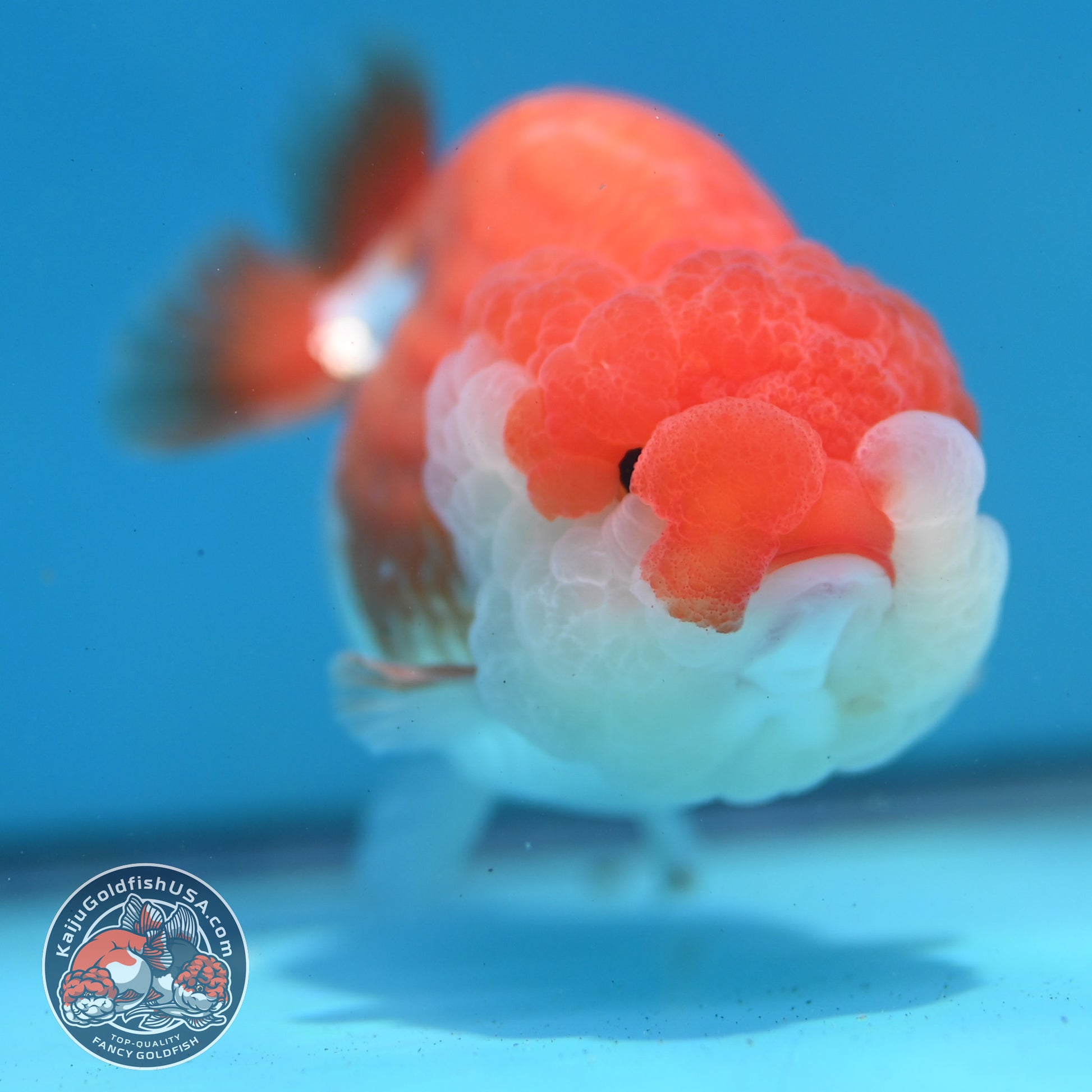 Red White Lionchu/Ranchu 3.8 inch Body (260320_RC04)