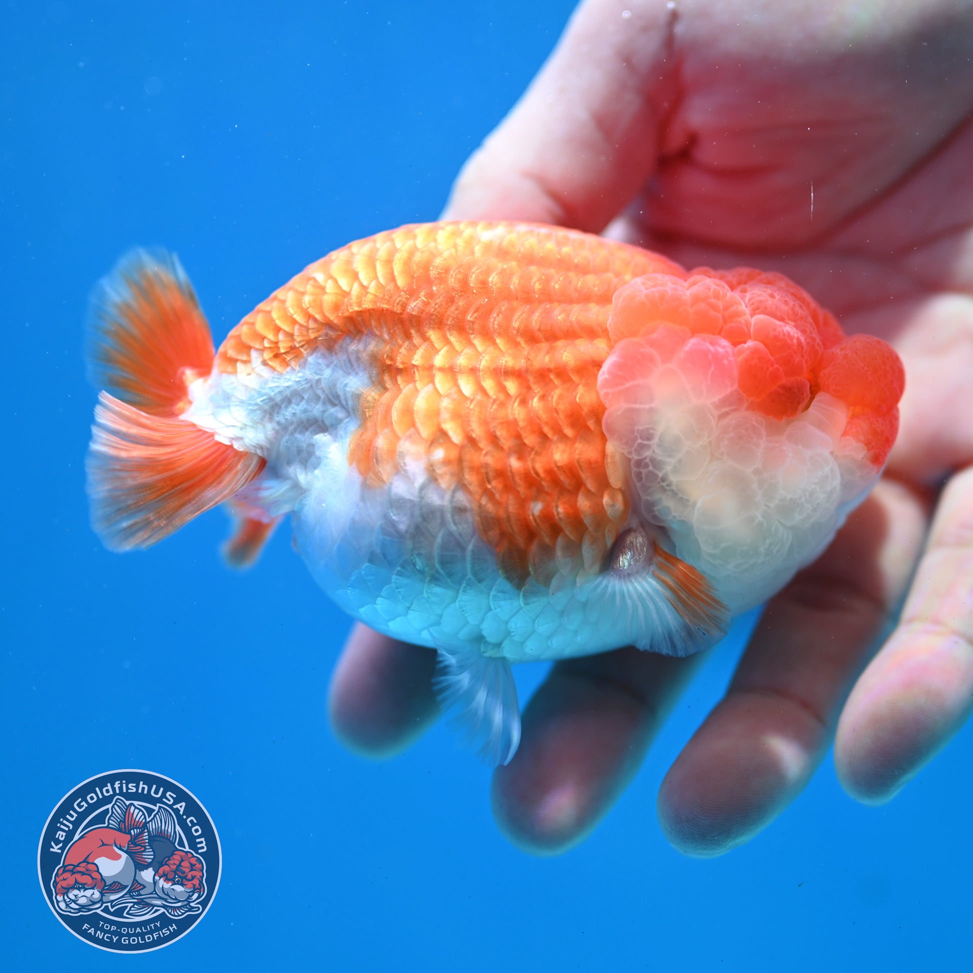 Red White Lionchu/Ranchu 3.8 inch Body (260320_RC04)