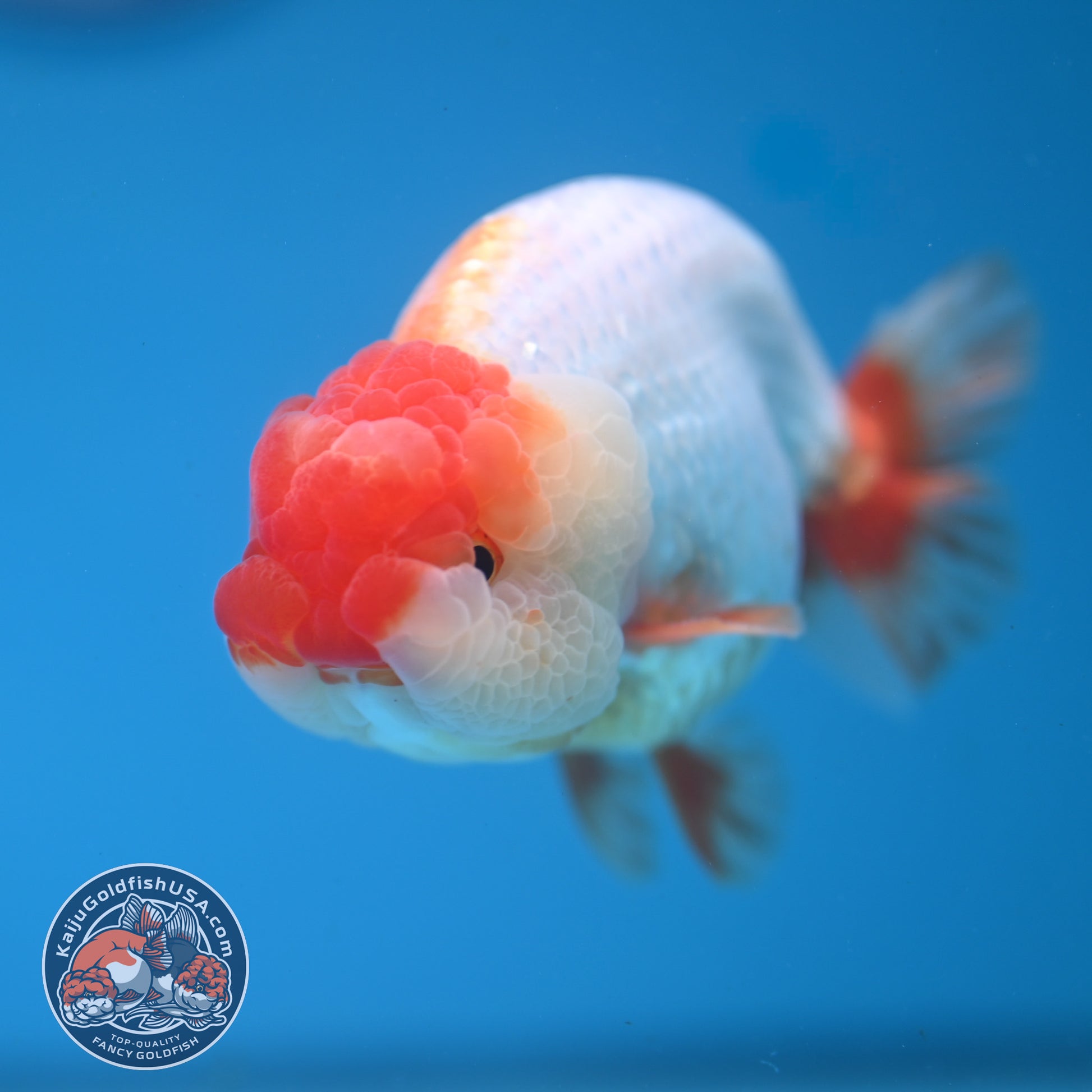 Red White Lionchu/Ranchu 4 inch Body (251107_RC01)