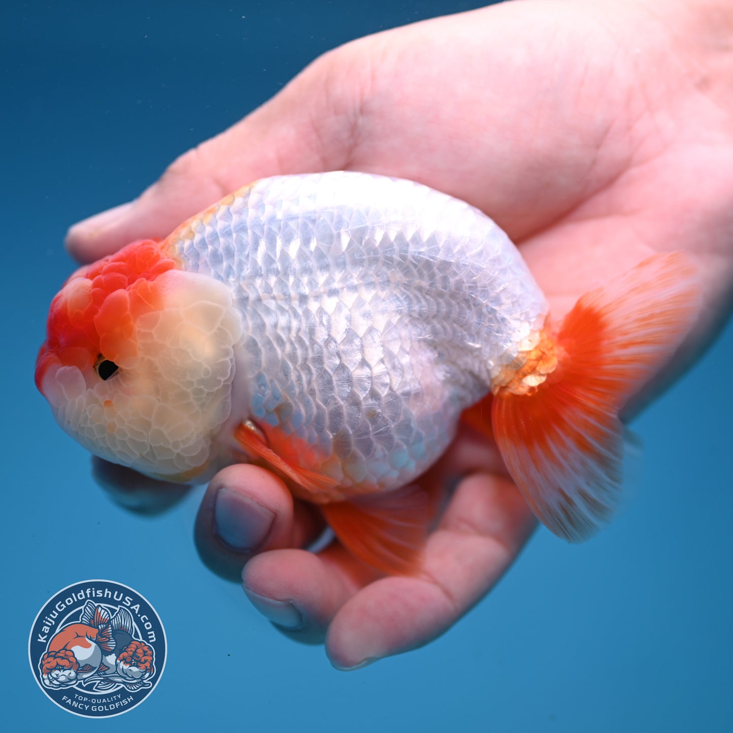 Red White Lionchu/Ranchu 4 inch Body (251107_RC01)