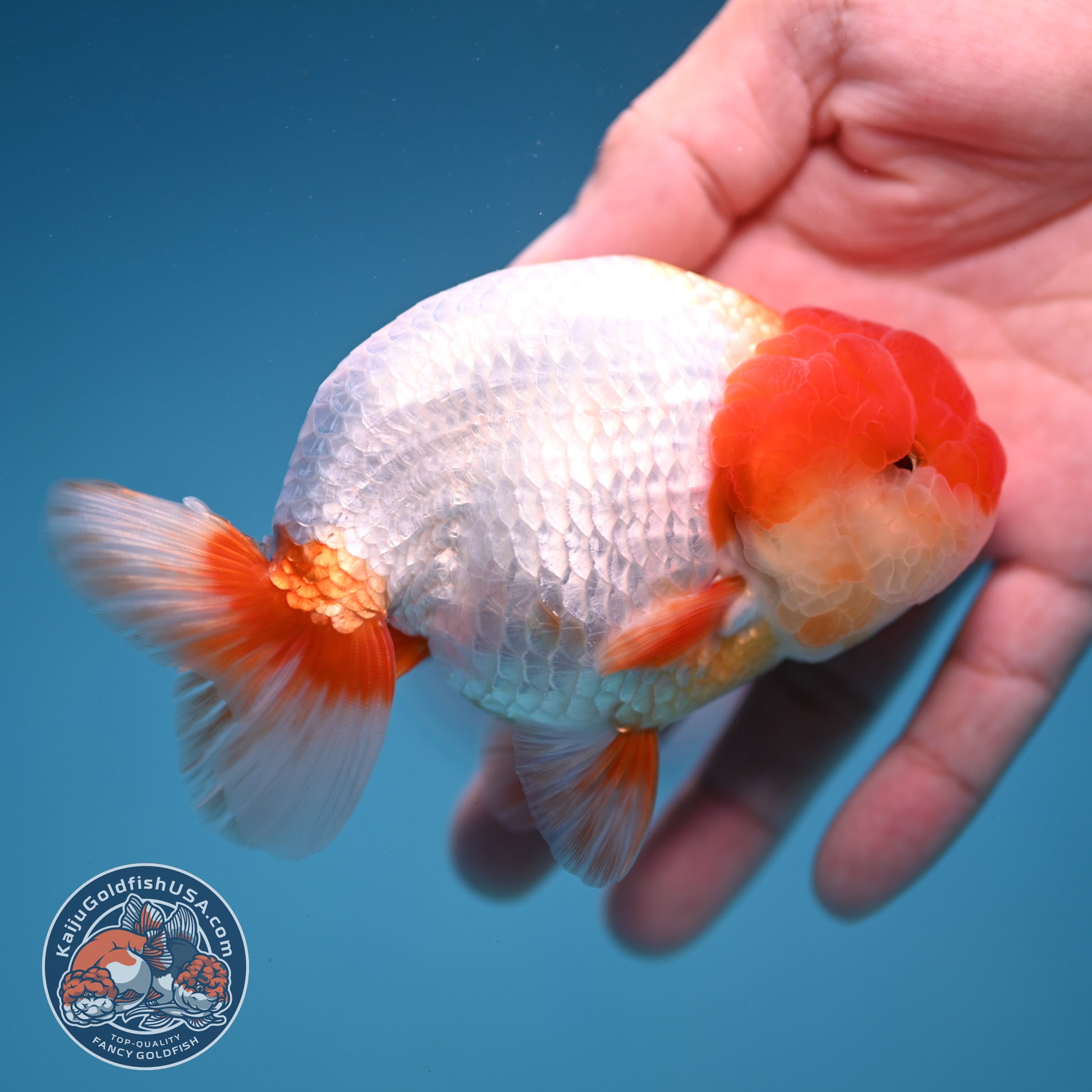 Red White Lionchu/Ranchu 4 inch Body (251107_RC01)