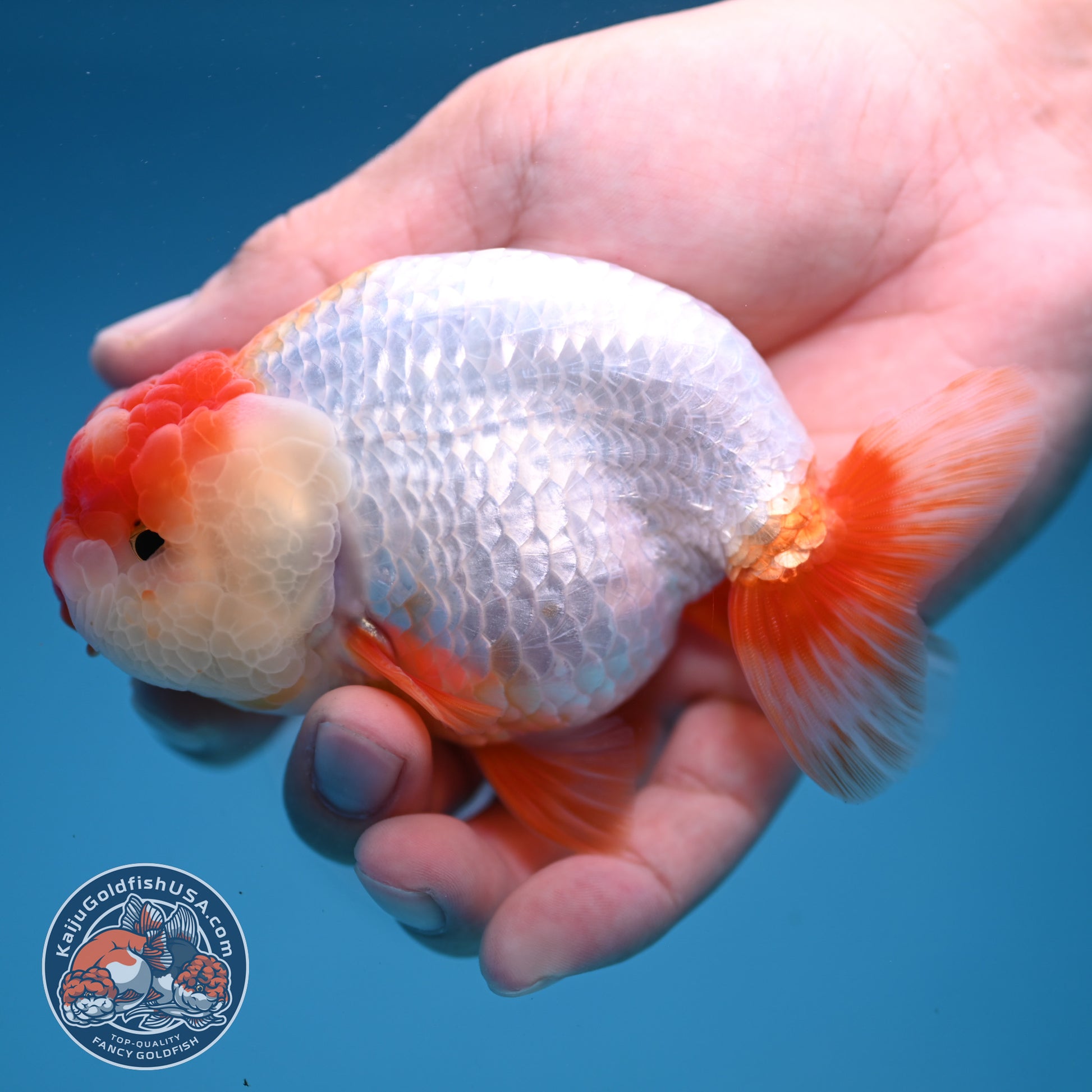 Red White Lionchu/Ranchu 4 inch Body (251107_RC01)