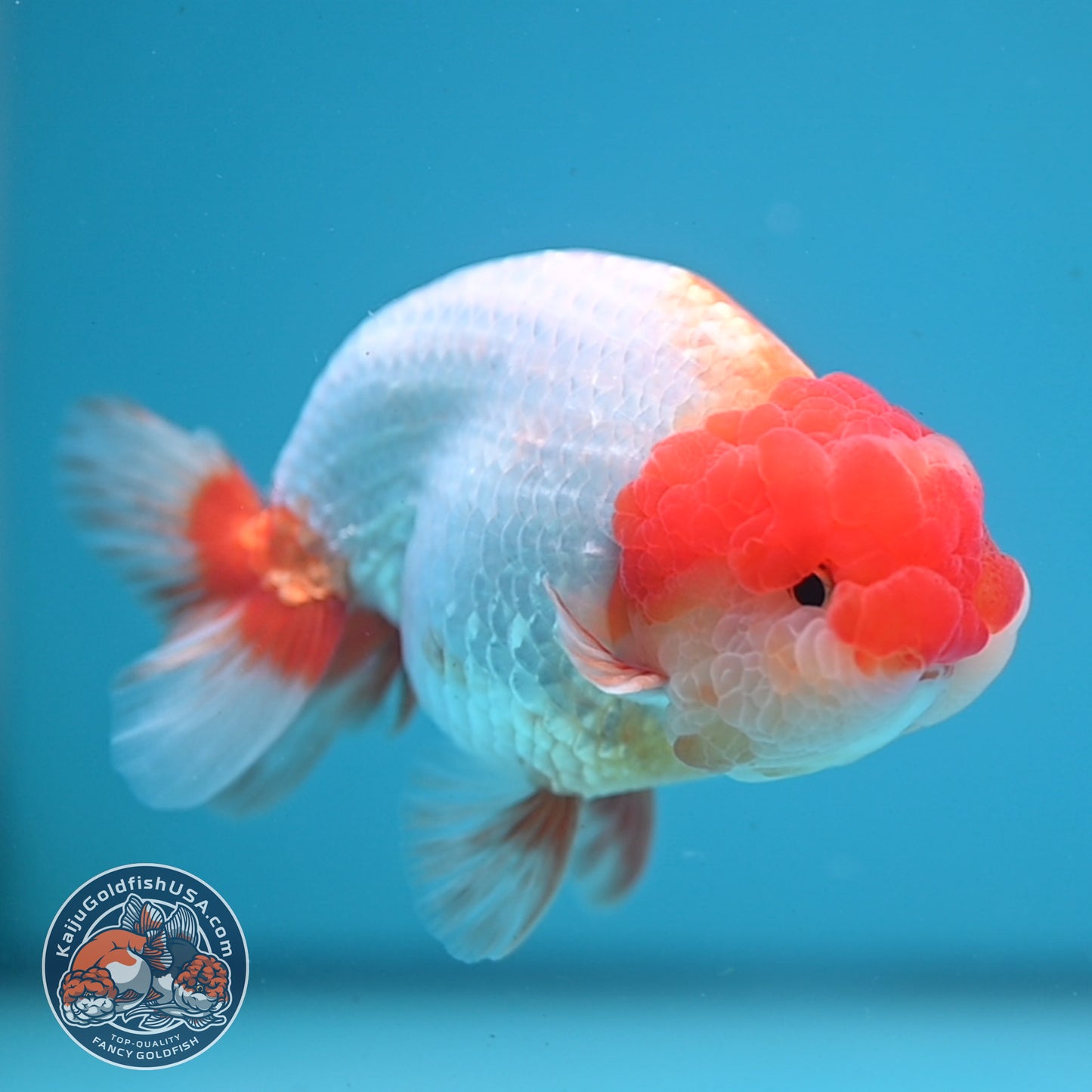Red White Lionchu/Ranchu 4 inch Body (251107_RC01)