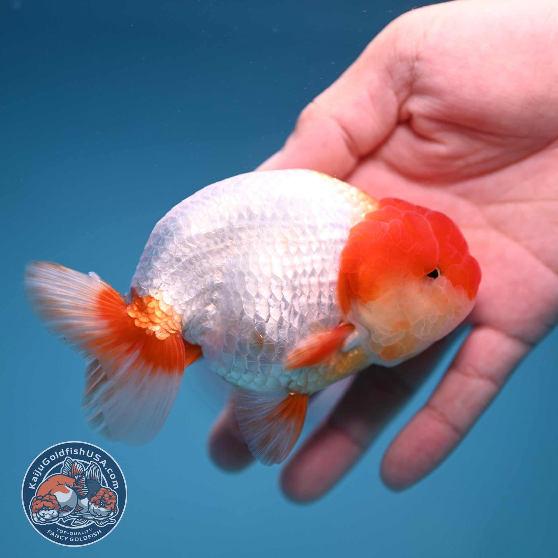 Red White Lionchu/Ranchu 4 inch Body (251107_RC01)