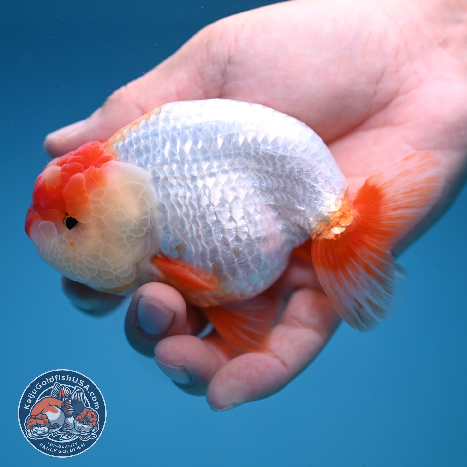 Red White Lionchu/Ranchu 4 inch Body (251107_RC01)