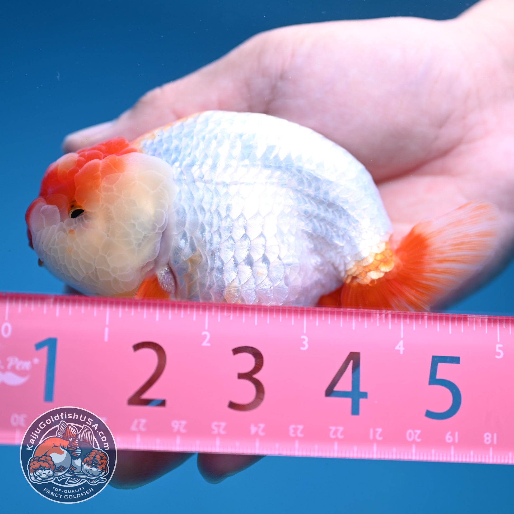 Red White Lionchu/Ranchu 4 inch Body (251107_RC01)
