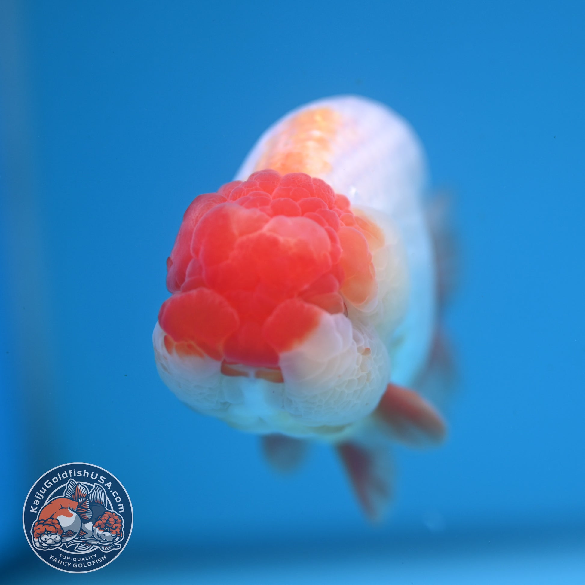 Red White Lionchu/Ranchu 4 inch Body (251107_RC01)