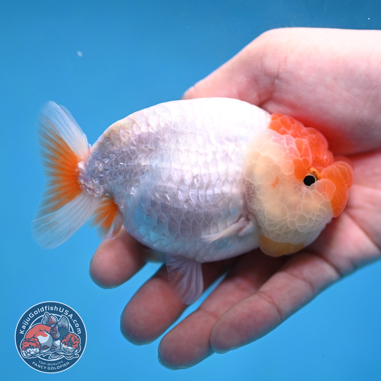 Red White Lionchu/Ranchu 4 inch Body (260220_RC03)