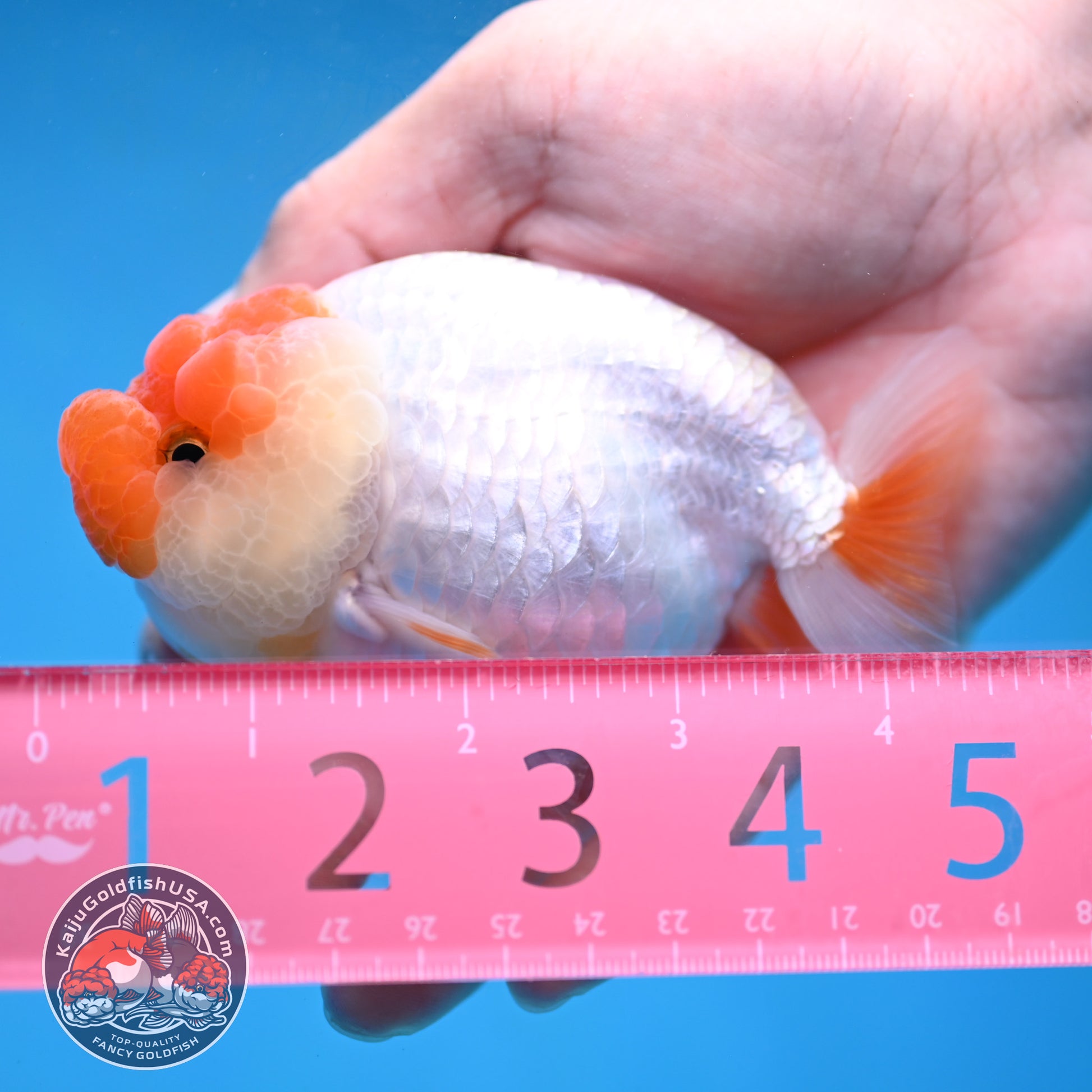 Red White Lionchu/Ranchu 4 inch Body (260220_RC03)