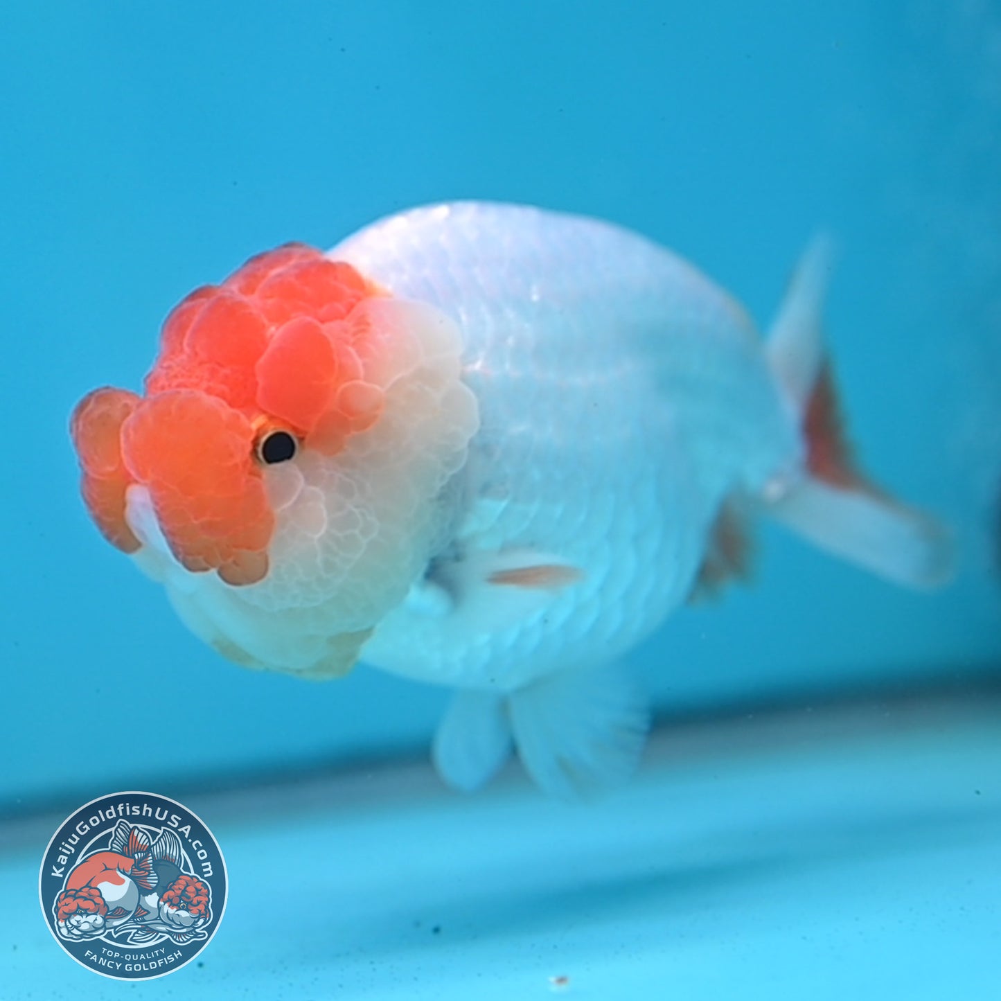 Red White Lionchu/Ranchu 4 inch Body (260220_RC03)