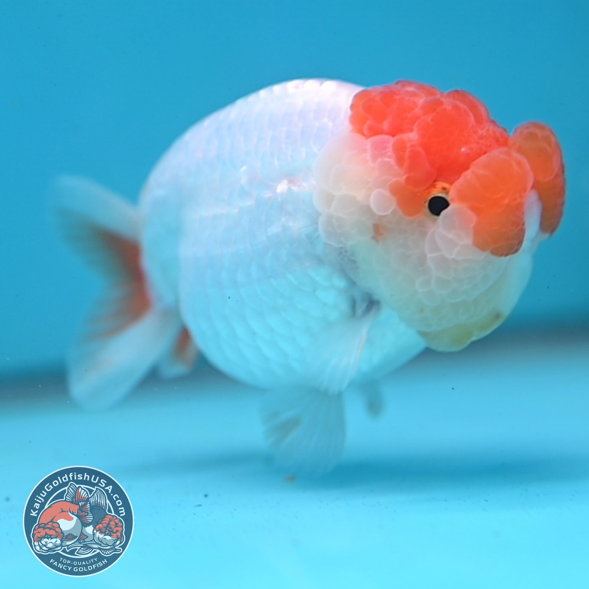 Red White Lionchu/Ranchu 4 inch Body (260220_RC03)