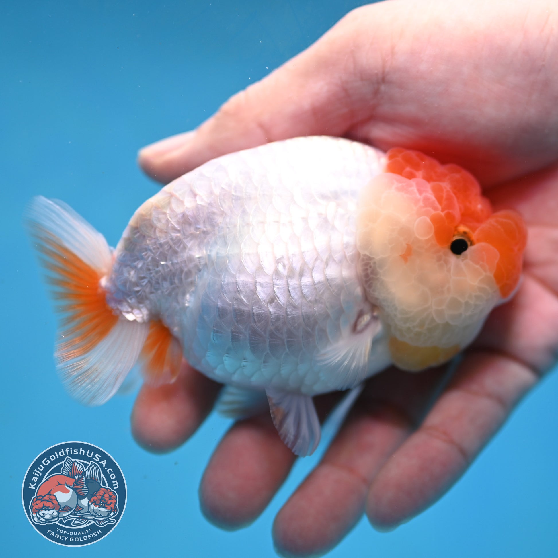 Red White Lionchu/Ranchu 4 inch Body (260220_RC03)
