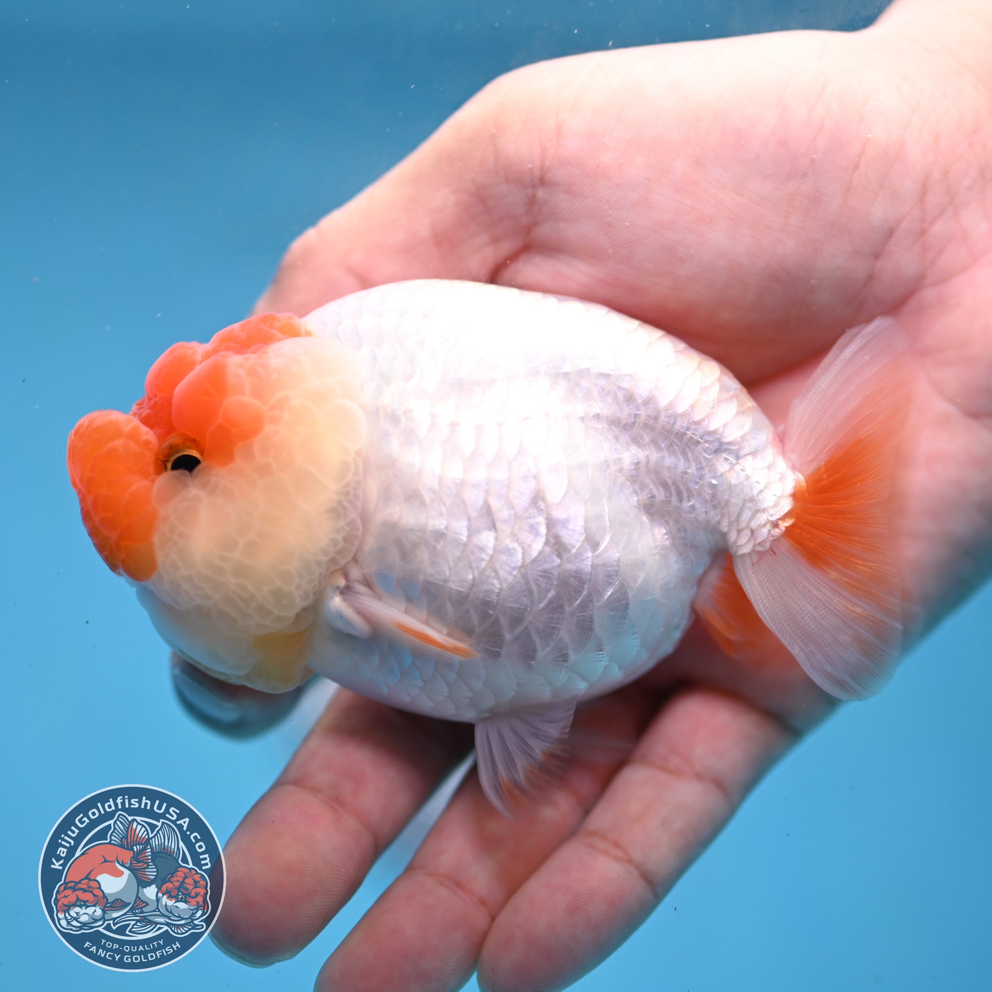 Red White Lionchu/Ranchu 4 inch Body (260220_RC03)
