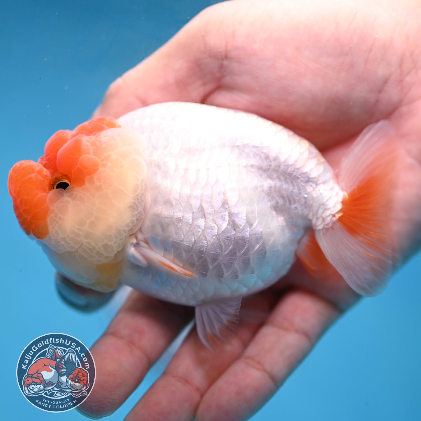 Red White Lionchu/Ranchu 4 inch Body (260220_RC03)