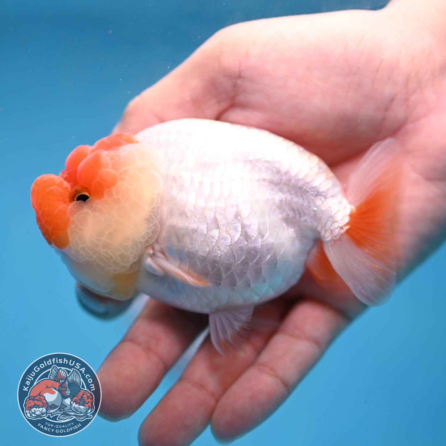 Red White Lionchu/Ranchu 4 inch Body (260220_RC03)