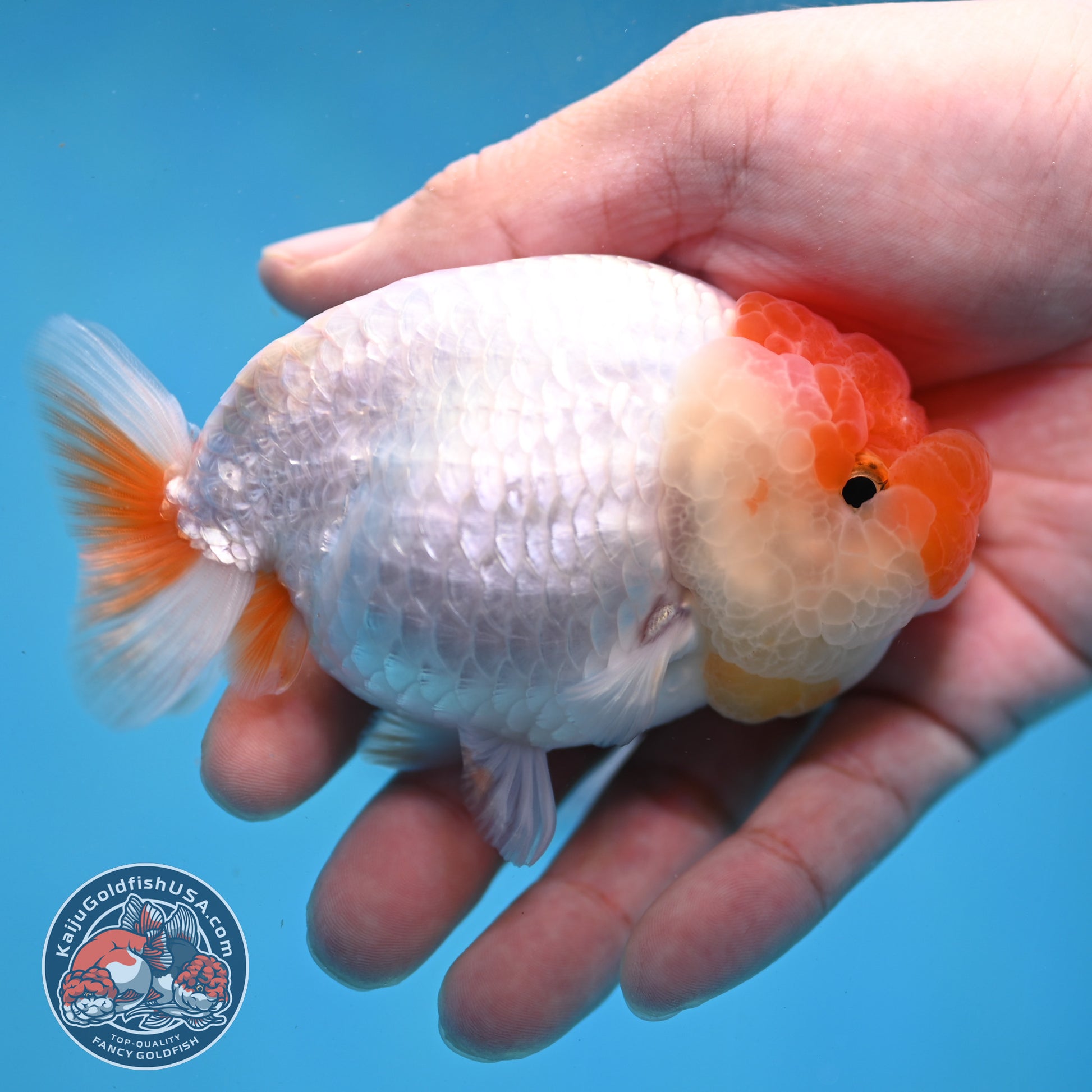Red White Lionchu/Ranchu 4 inch Body (260220_RC03)