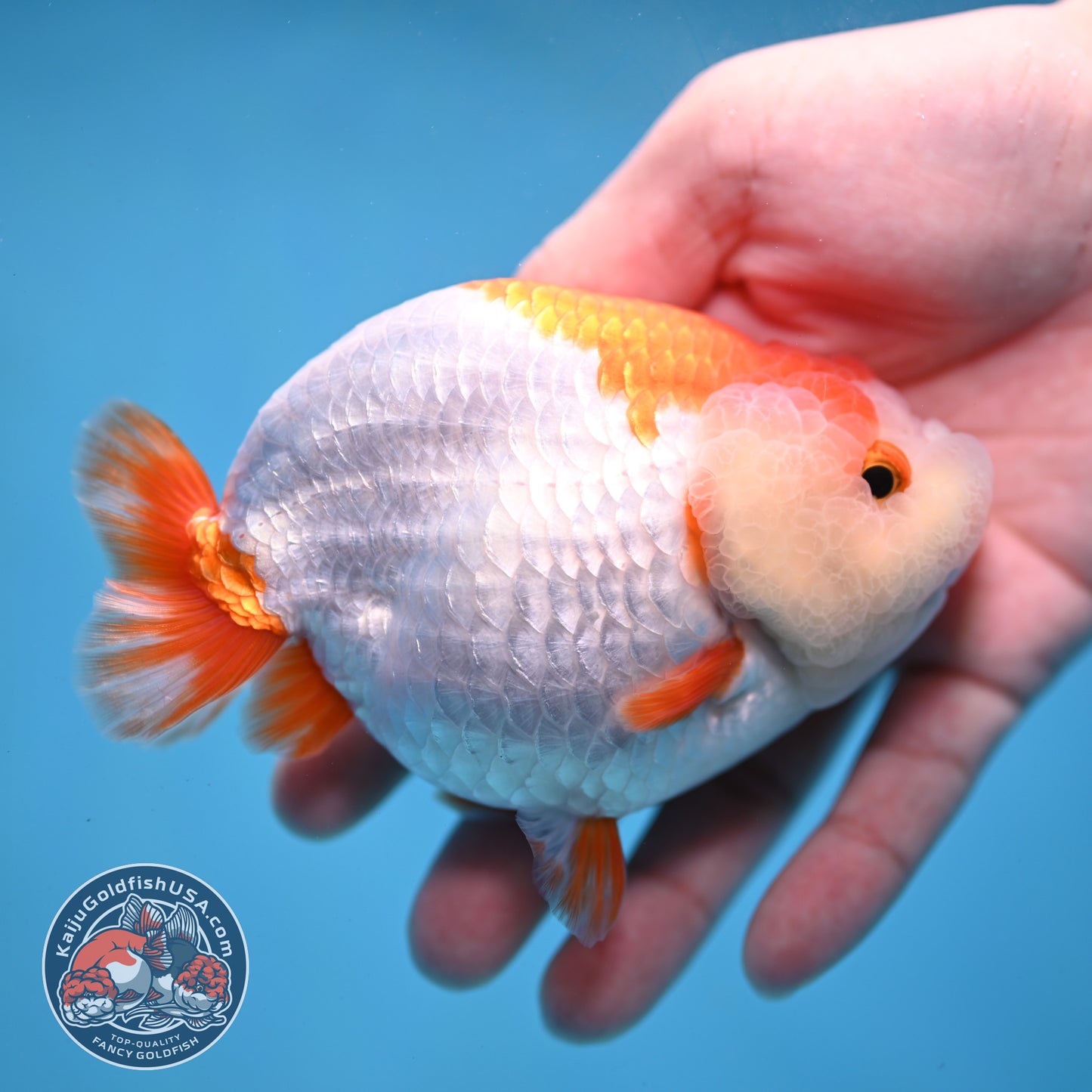Red White Lionchu/Ranchu 4 inch Body (260220_RC05)