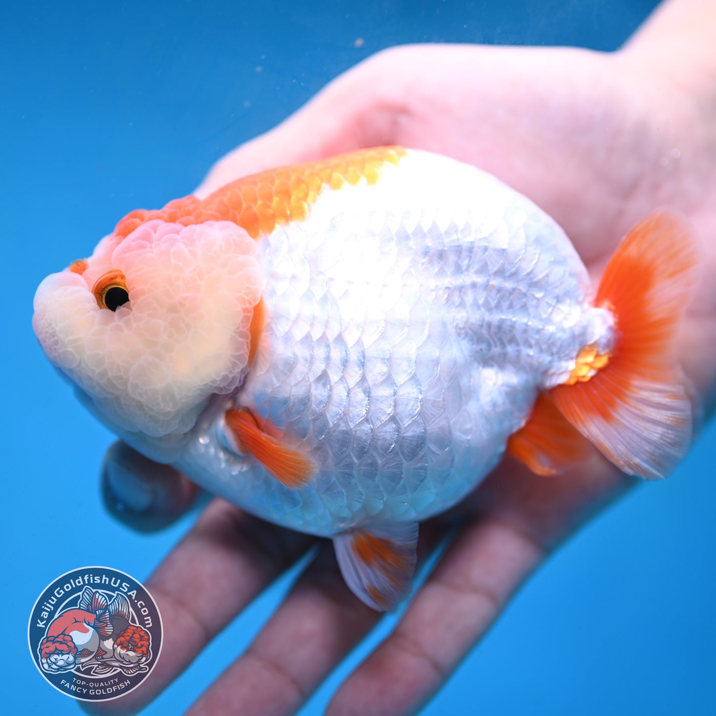 Red White Lionchu/Ranchu 4 inch Body (260220_RC05)