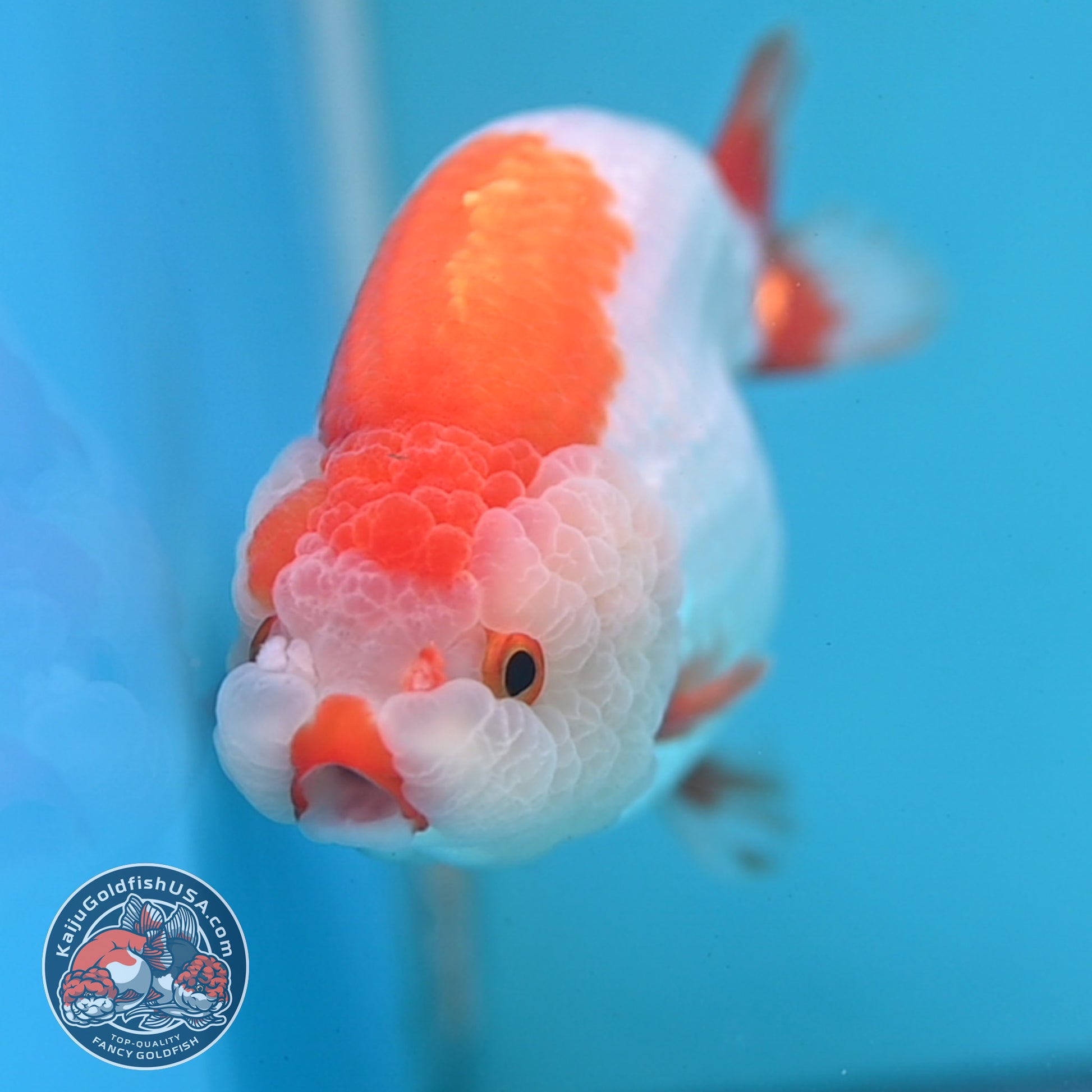 Red White Lionchu/Ranchu 4 inch Body (260220_RC05)