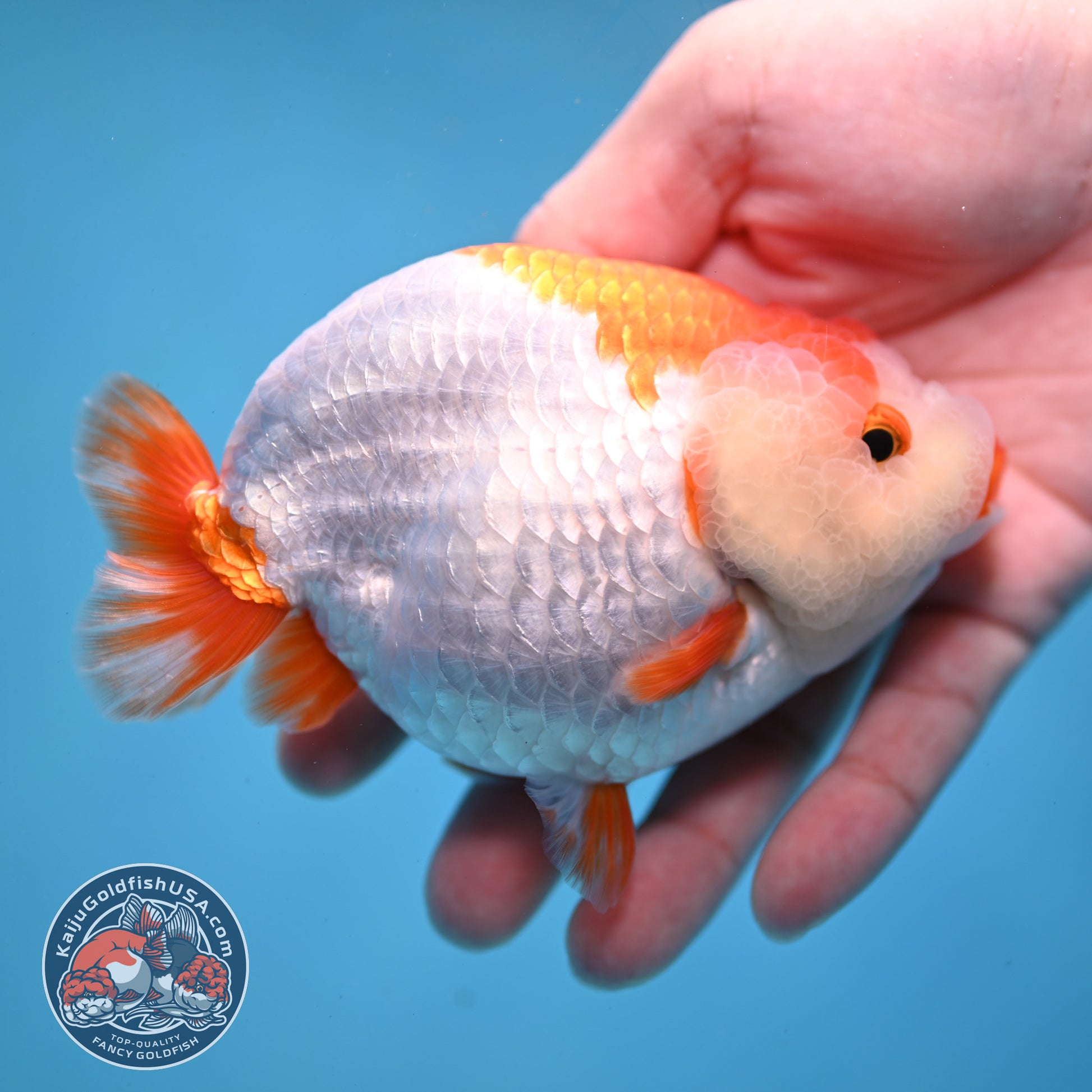 Red White Lionchu/Ranchu 4 inch Body (260220_RC05)