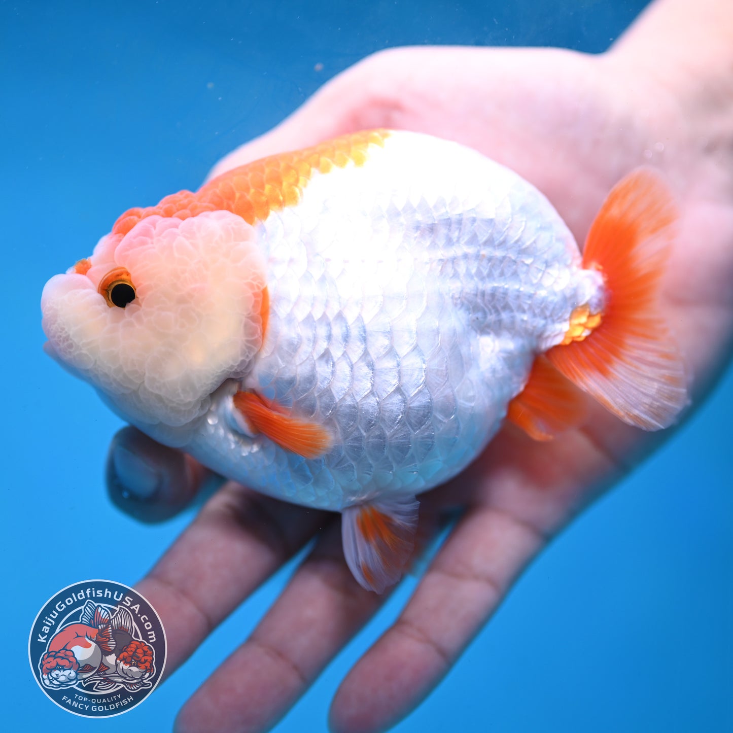 Red White Lionchu/Ranchu 4 inch Body (260220_RC05)