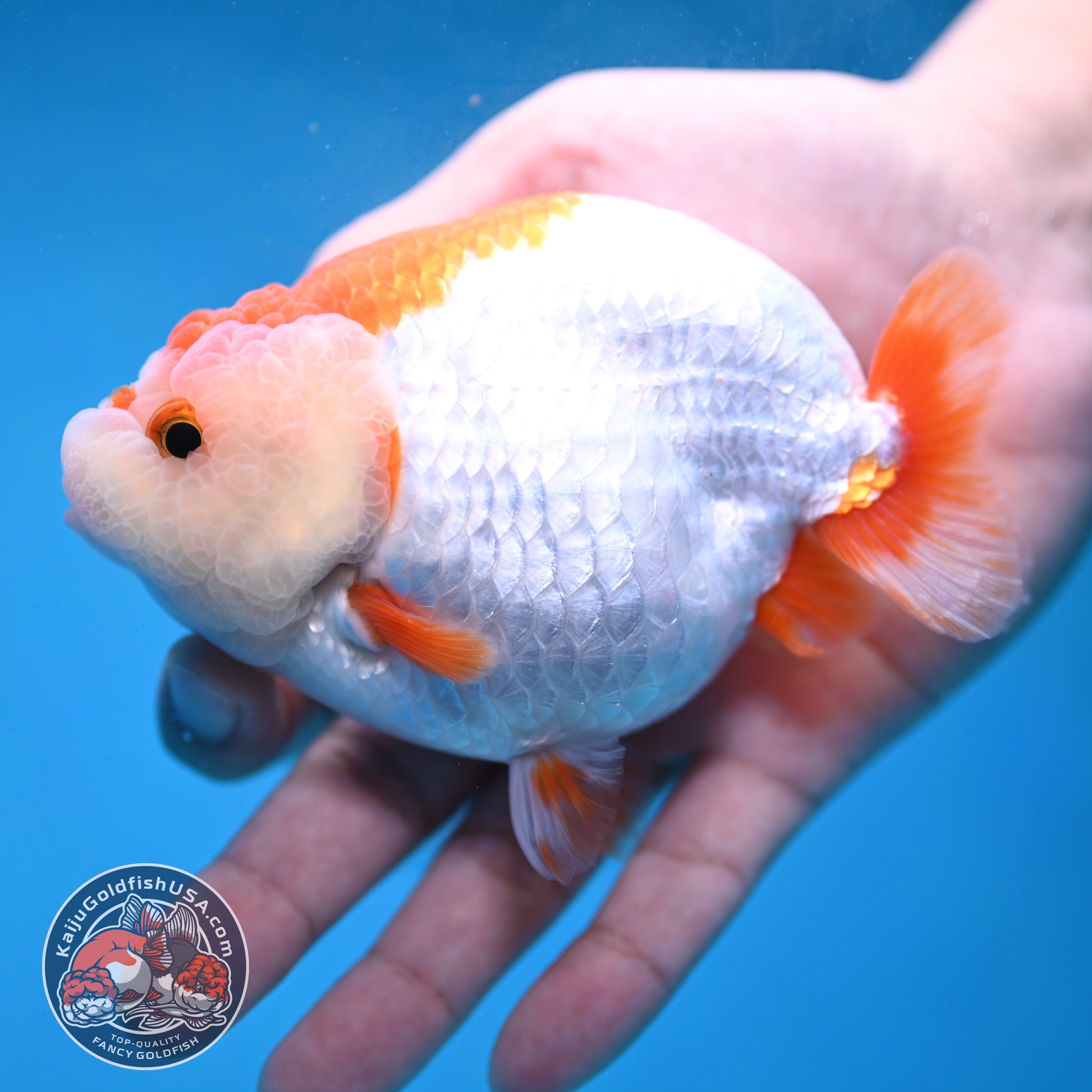 Red White Lionchu/Ranchu 4 inch Body (260220_RC05)