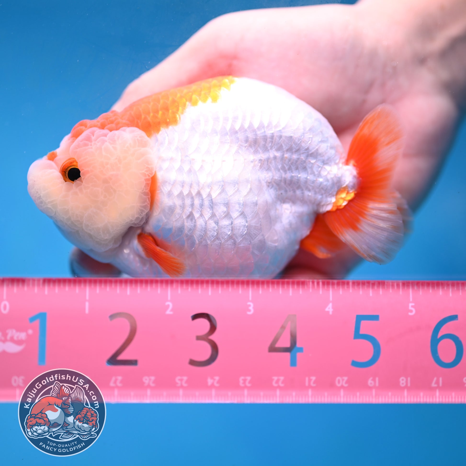 Red White Lionchu/Ranchu 4 inch Body (260220_RC05)