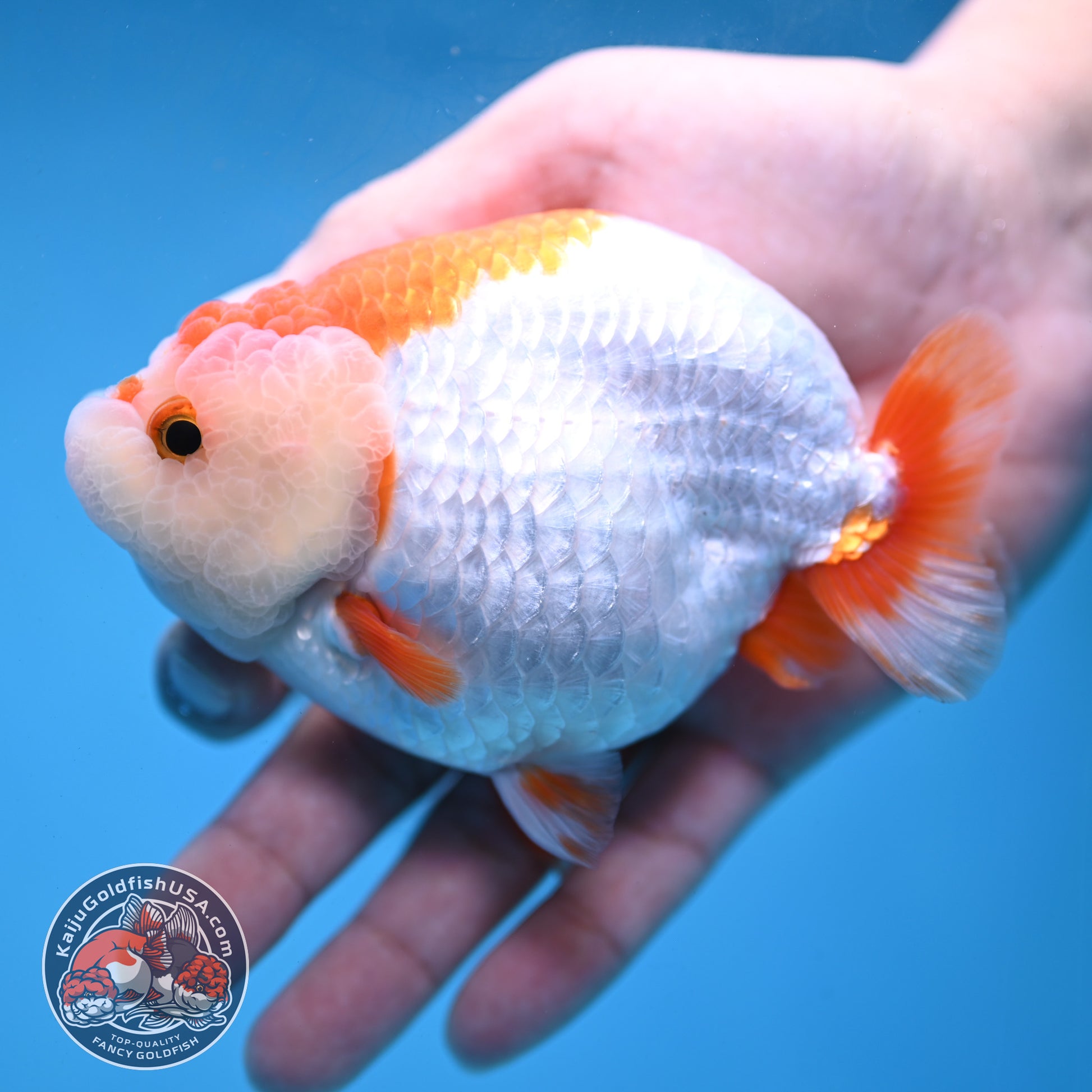 Red White Lionchu/Ranchu 4 inch Body (260220_RC05)