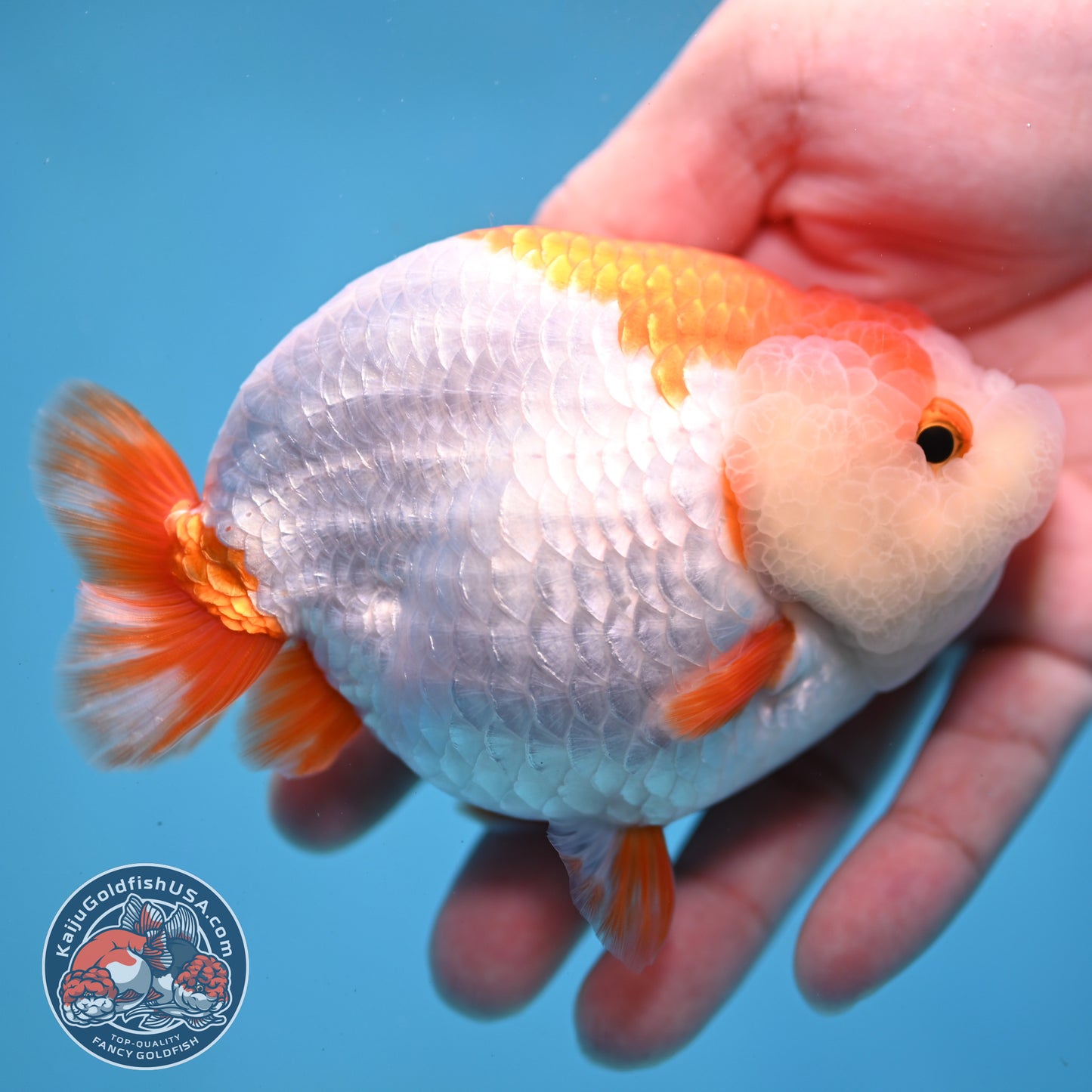 Red White Lionchu/Ranchu 4 inch Body (260220_RC05)