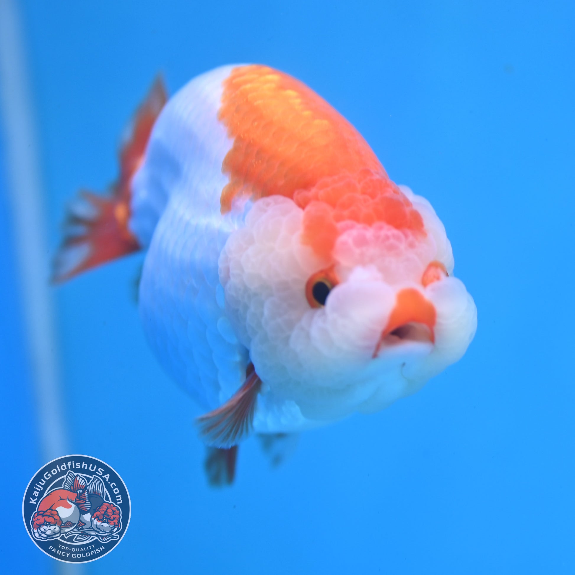Red White Lionchu/Ranchu 4 inch Body (260220_RC05)