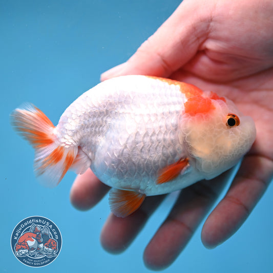 Red White Lionchu/Ranchu 4 inch Body (260220_RC07)