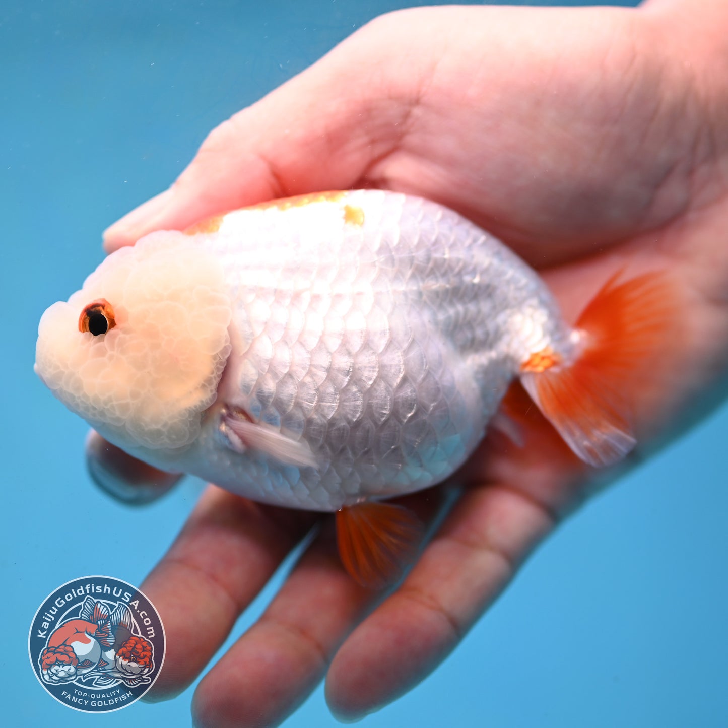 Red White Lionchu/Ranchu 4 inch Body (260220_RC07)