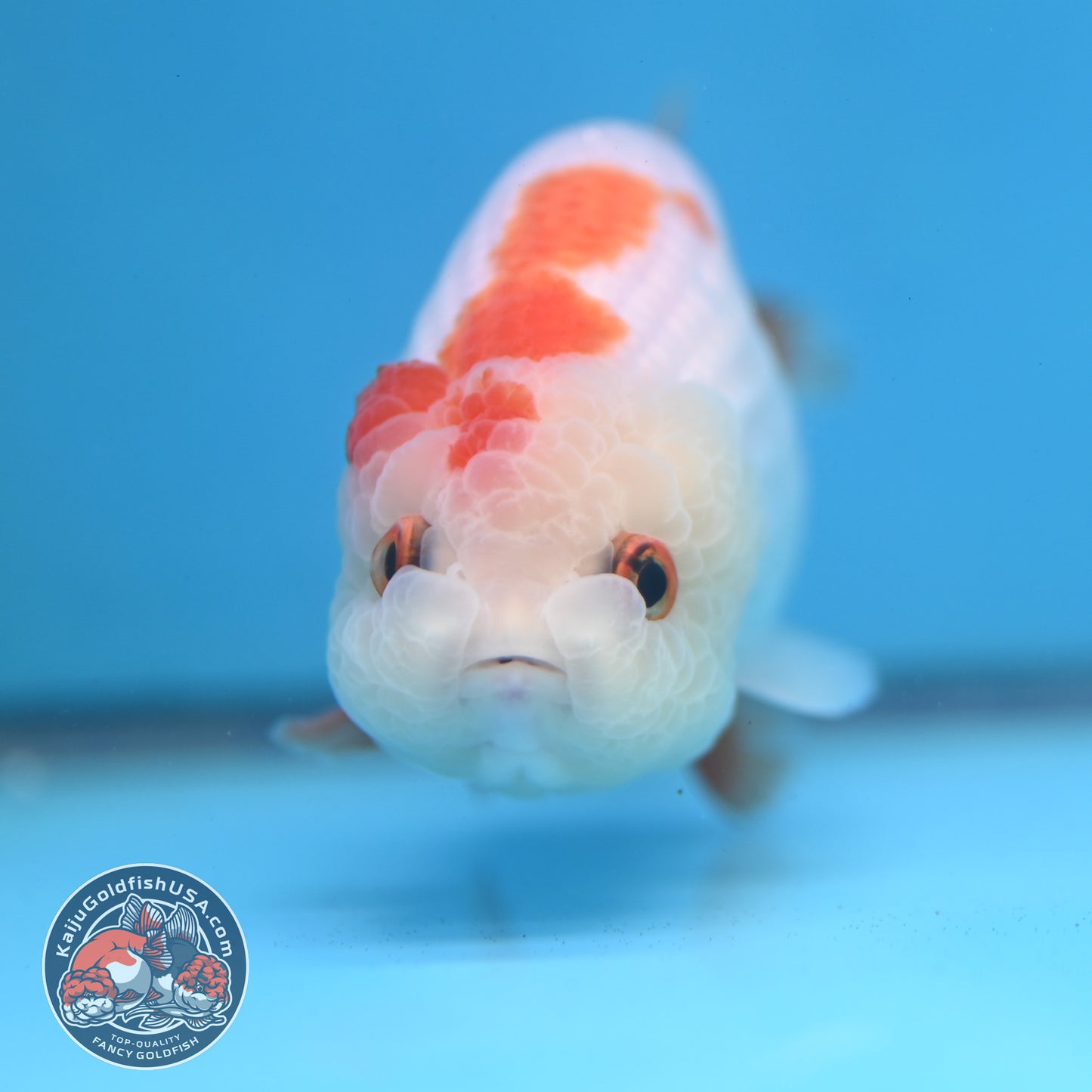 Red White Lionchu/Ranchu 4 inch Body (260220_RC07)