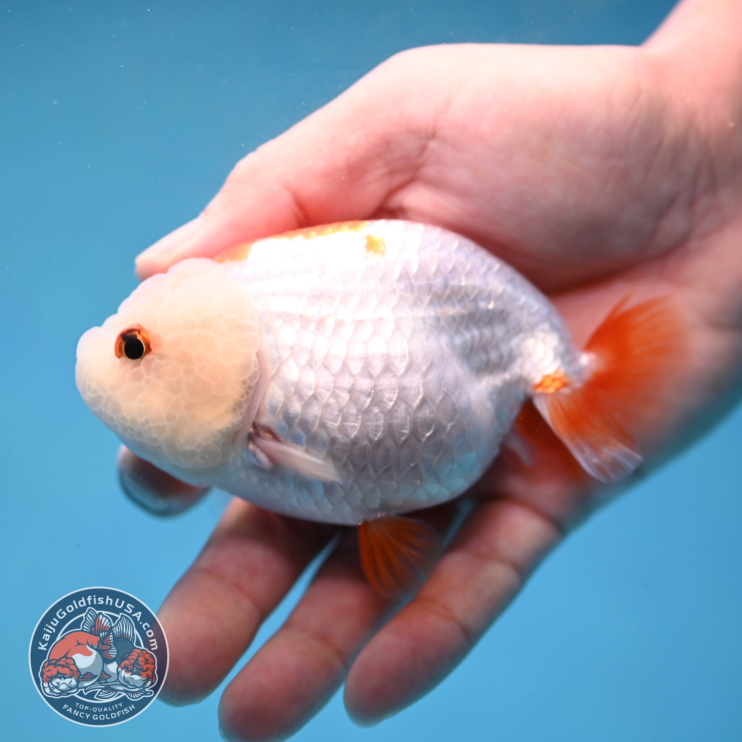 Red White Lionchu/Ranchu 4 inch Body (260220_RC07)