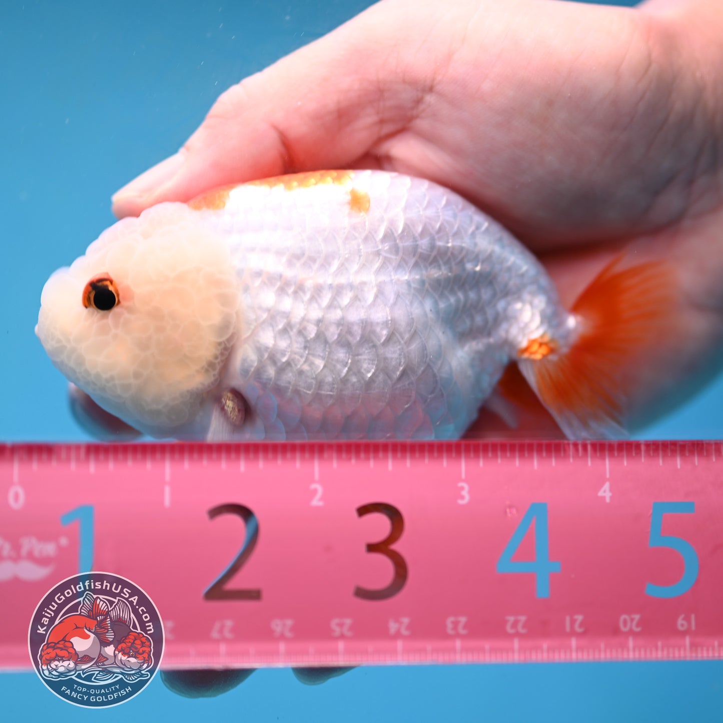 Red White Lionchu/Ranchu 4 inch Body (260220_RC07)