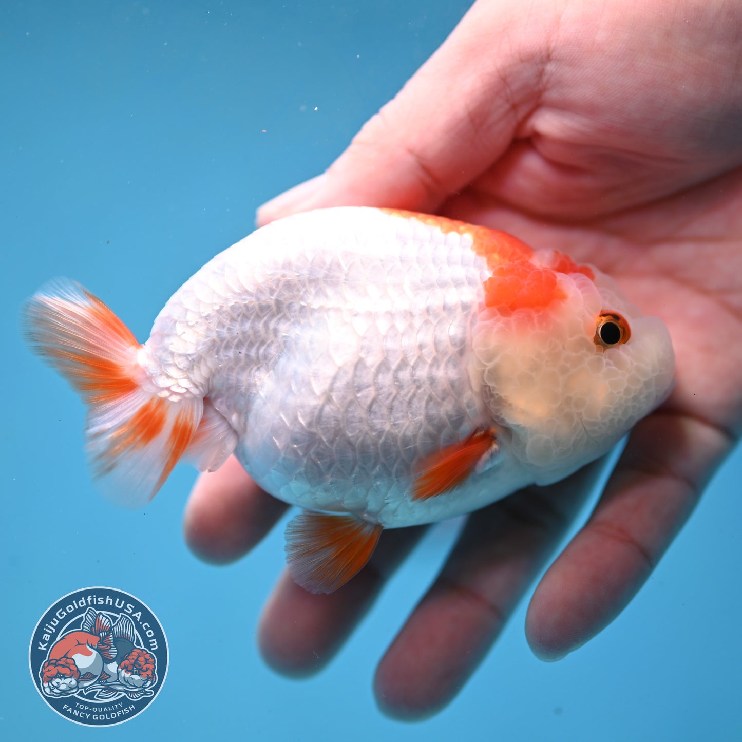 Red White Lionchu/Ranchu 4 inch Body (260220_RC07)