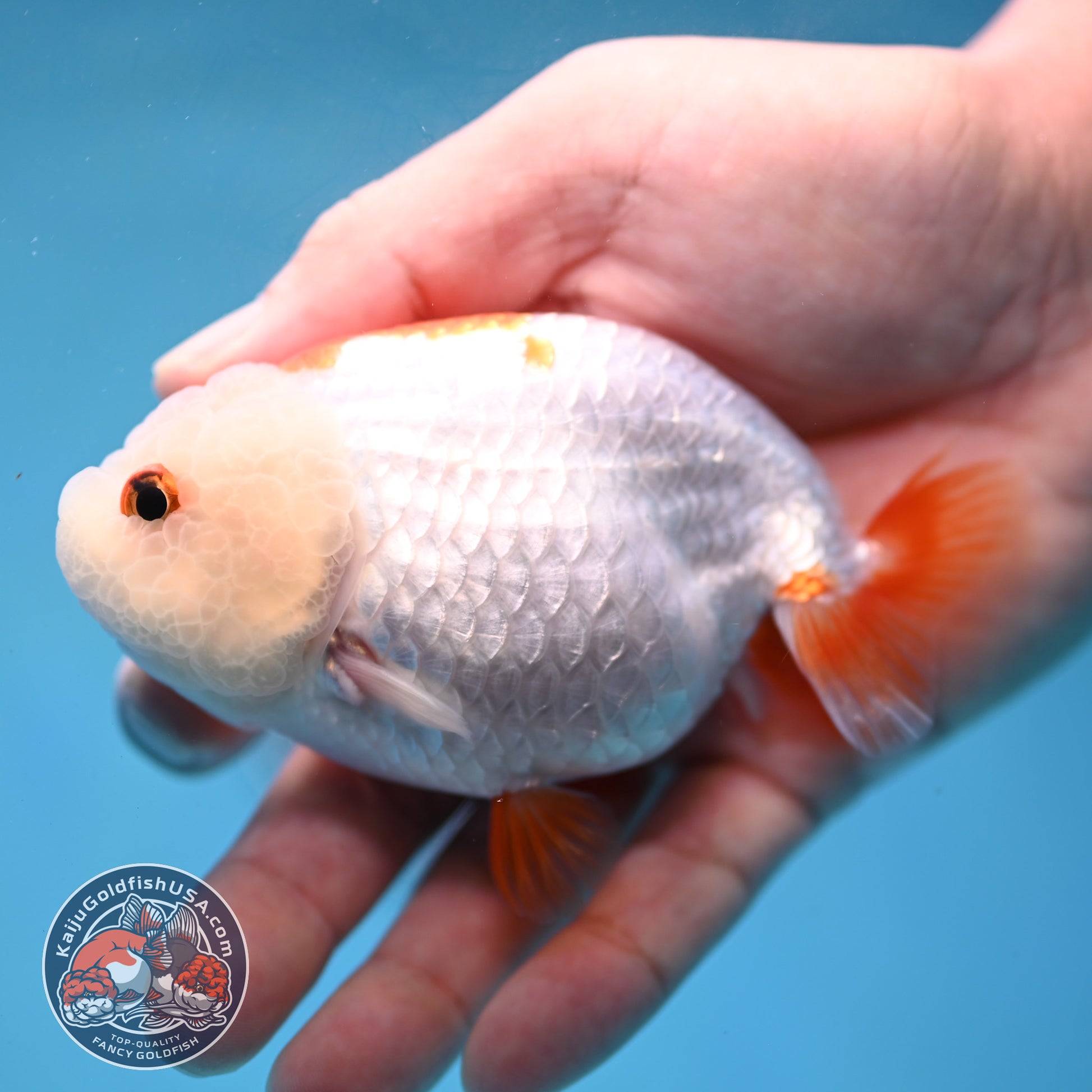 Red White Lionchu/Ranchu 4 inch Body (260220_RC07)