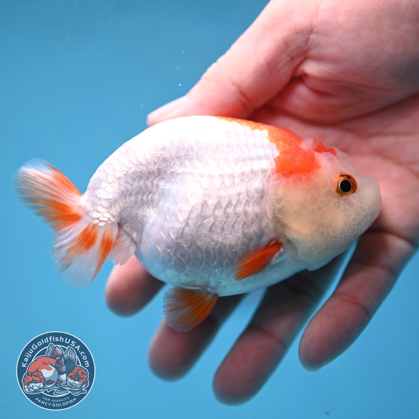 Red White Lionchu/Ranchu 4 inch Body (260220_RC07)