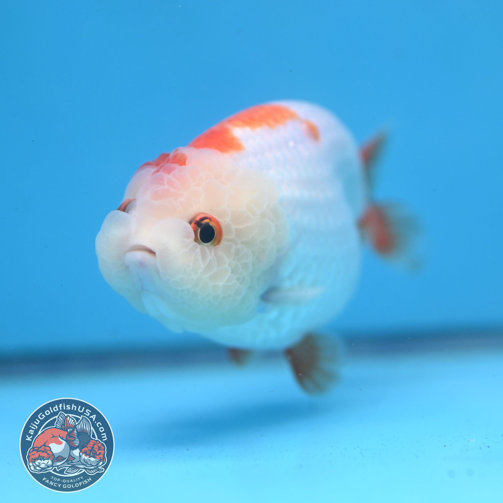 Red White Lionchu/Ranchu 4 inch Body (260220_RC07)