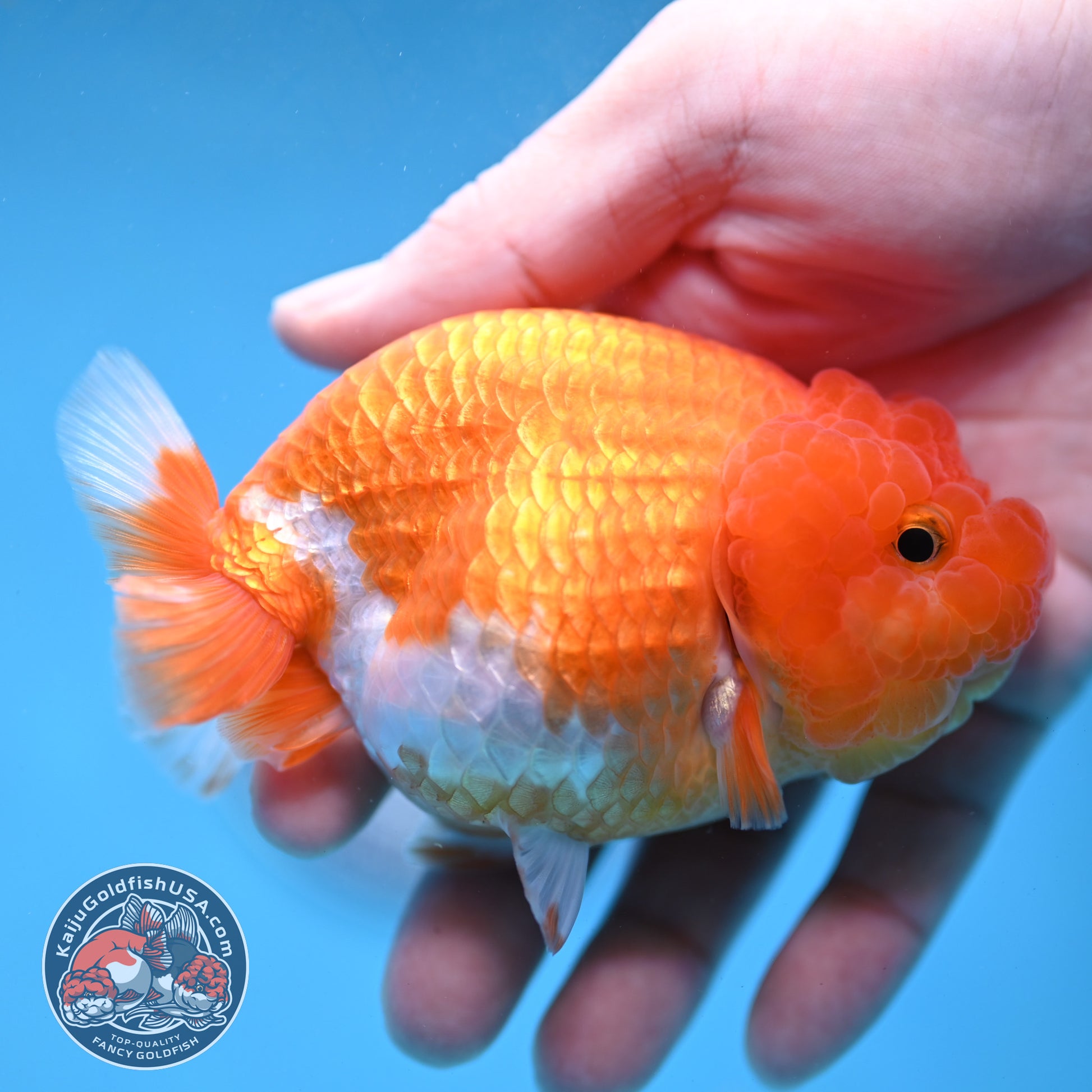 Red White Lionchu/Ranchu 4 inch Body (260220_RC08)