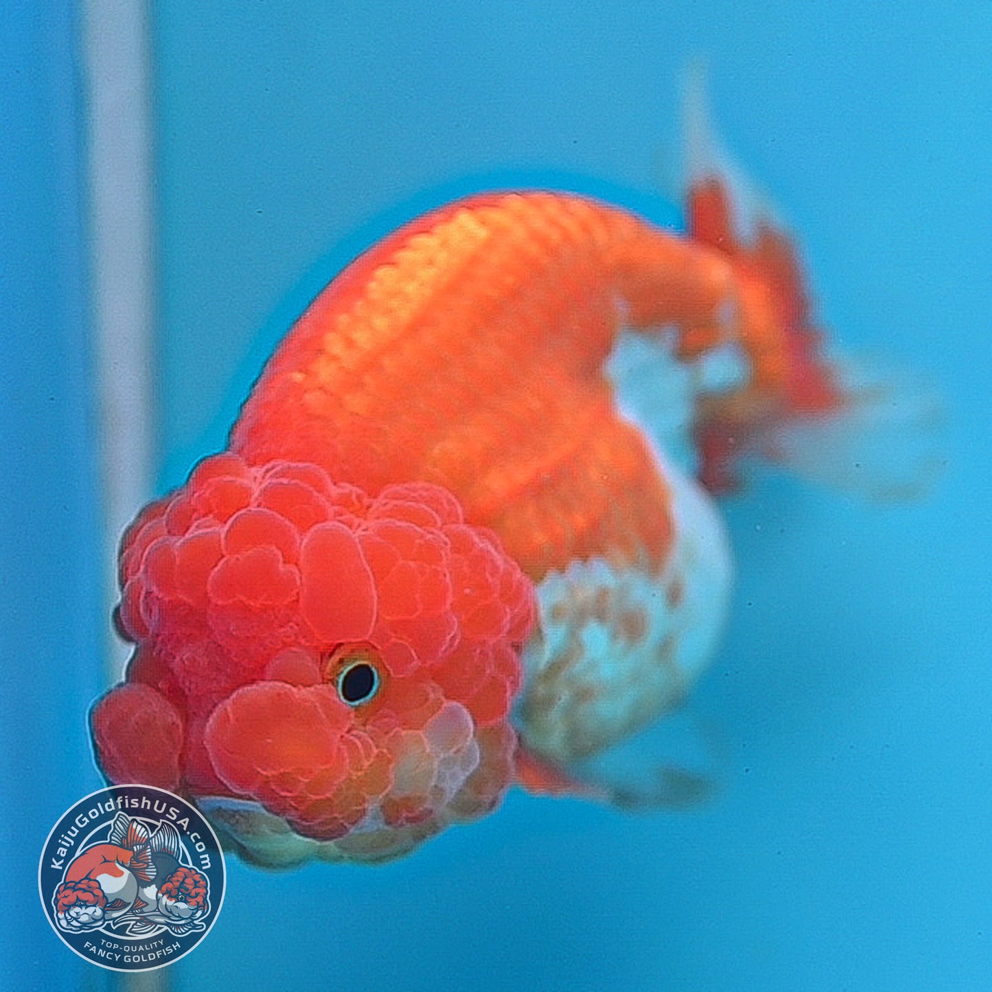 Red White Lionchu/Ranchu 4 inch Body (260220_RC08)