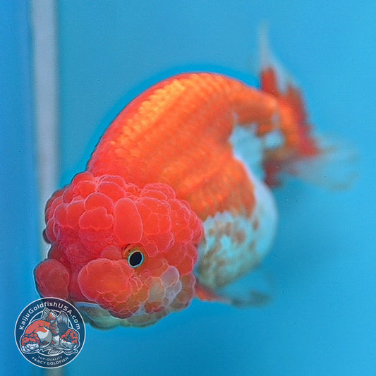 Red White Lionchu/Ranchu 4 inch Body (260220_RC08)