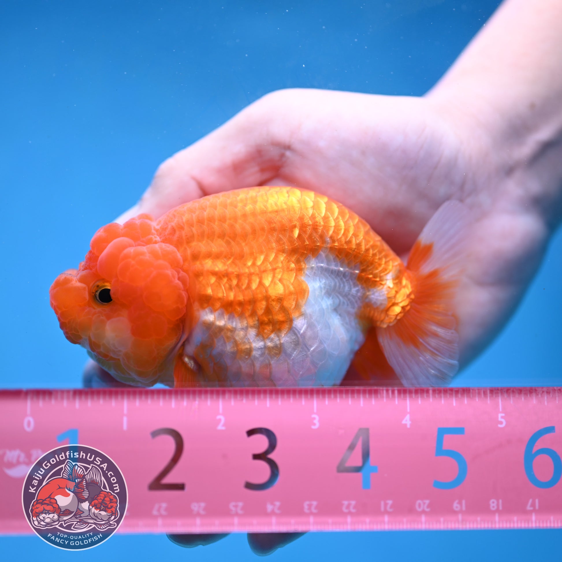 Red White Lionchu/Ranchu 4 inch Body (260220_RC08)