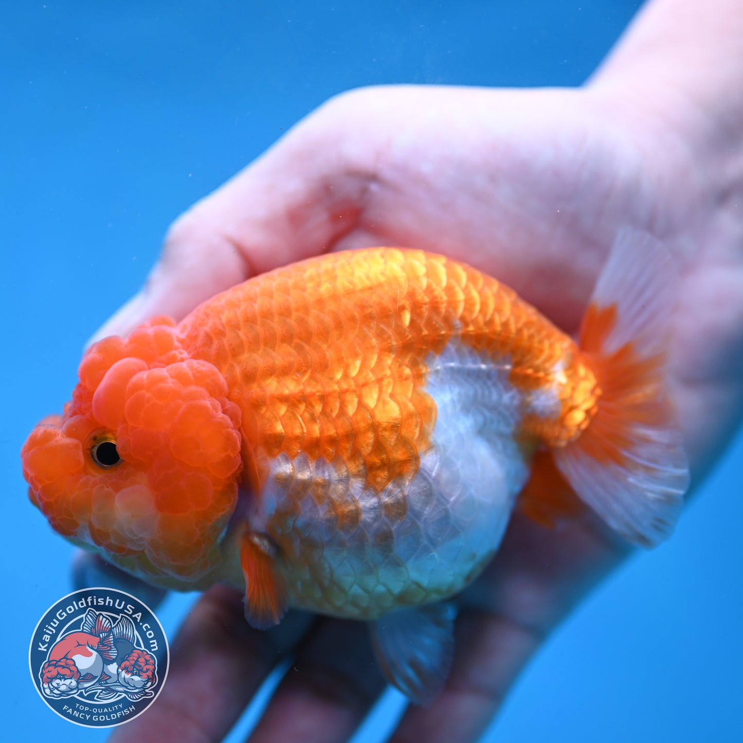 Red White Lionchu/Ranchu 4 inch Body (260220_RC08)