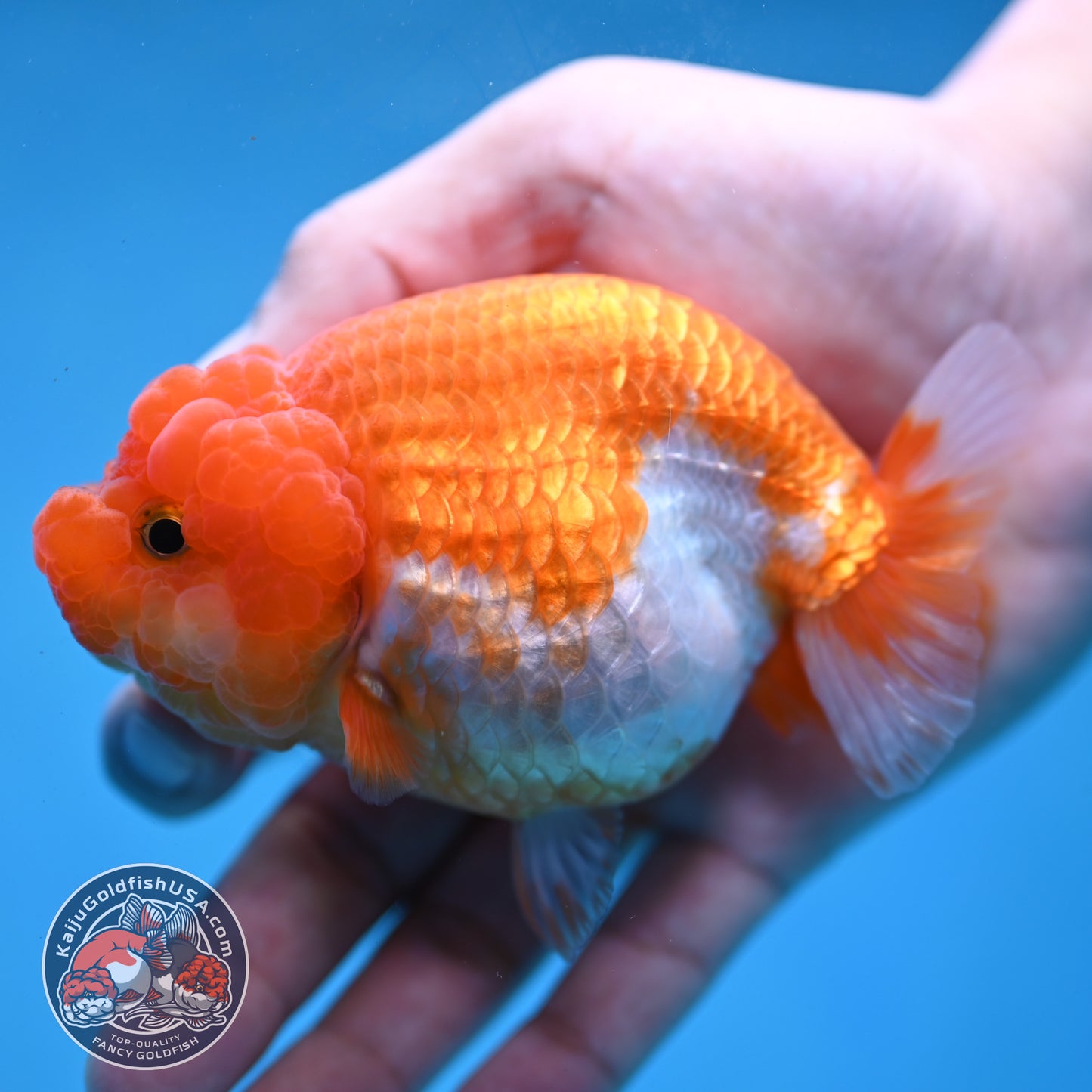 Red White Lionchu/Ranchu 4 inch Body (260220_RC08)