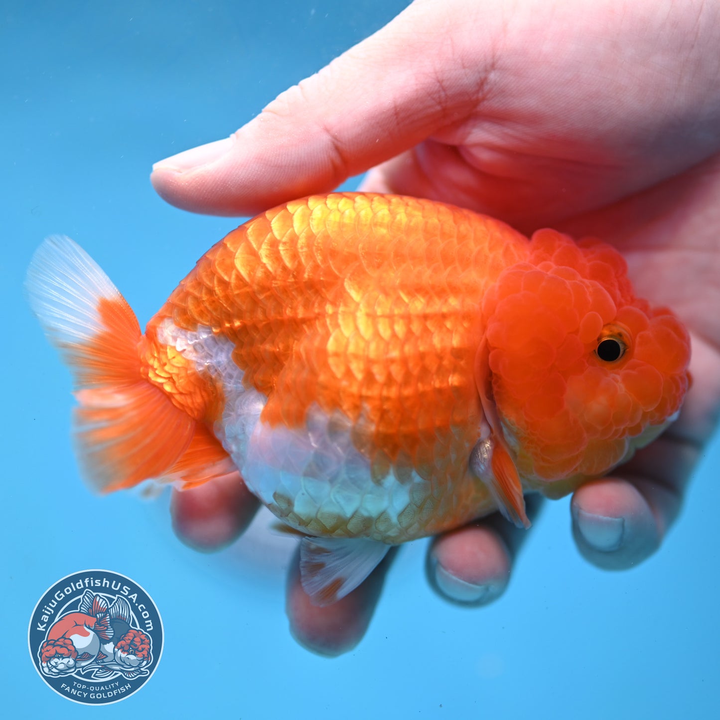 Red White Lionchu/Ranchu 4 inch Body (260220_RC08)