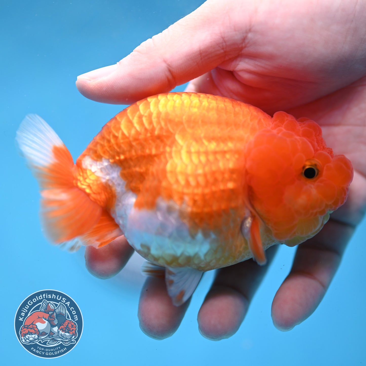 Red White Lionchu/Ranchu 4 inch Body (260220_RC08)