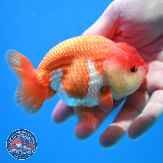 Red White Lionchu/Ranchu 4 inch Body (260320_RC02)